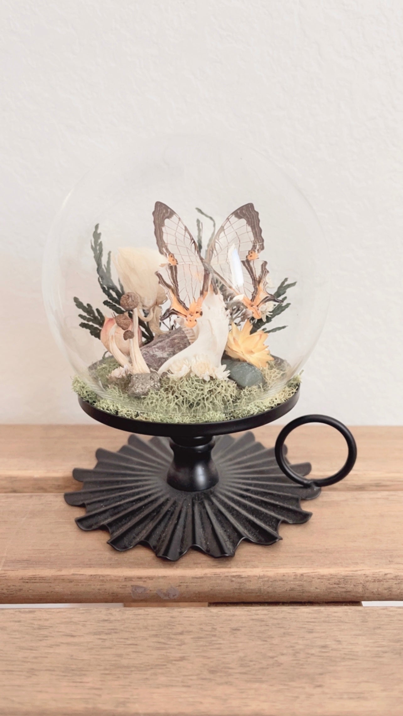 Hazel Terrarium