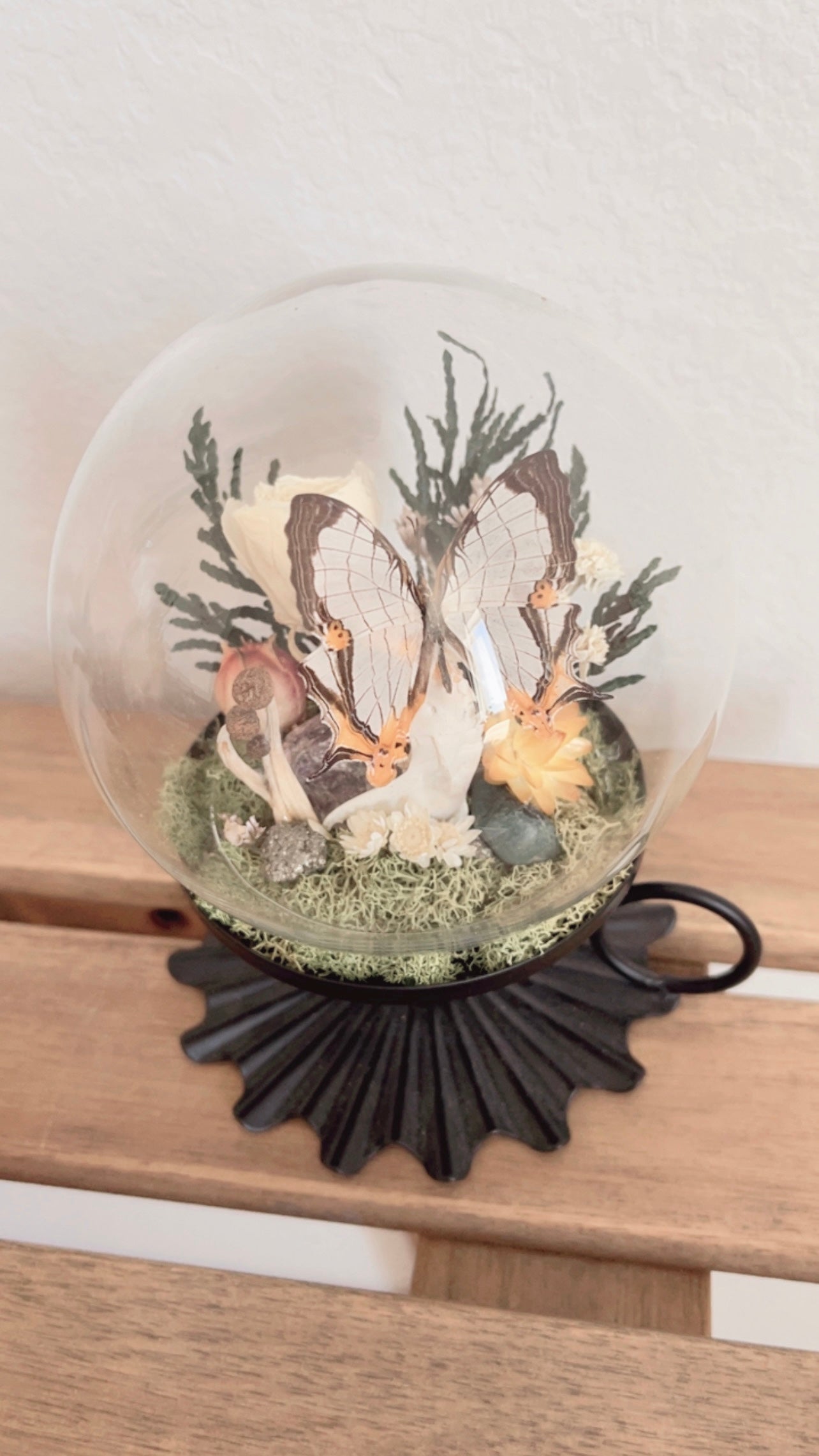 Hazel Terrarium