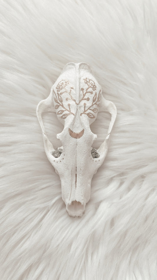 Hyacinth Fox Skull