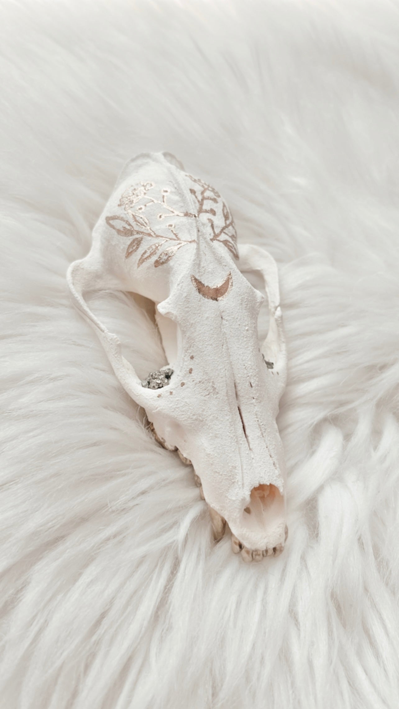 Hyacinth Fox Skull