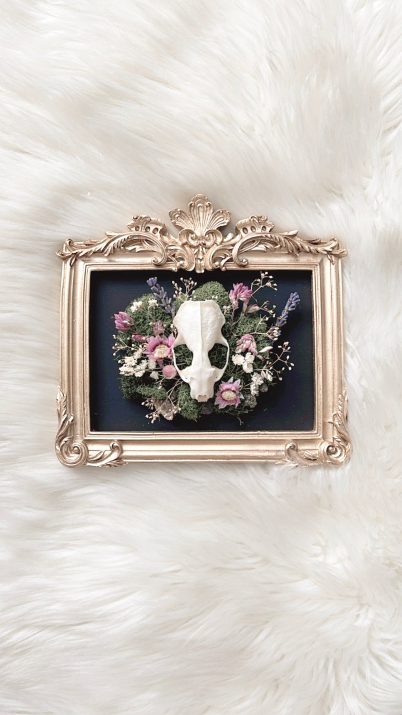 Isadora Oddities Skull <Mink Skull>