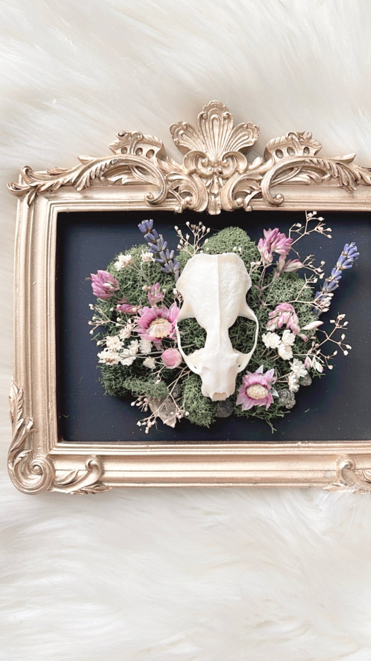 Isadora Oddities Skull <Mink Skull>