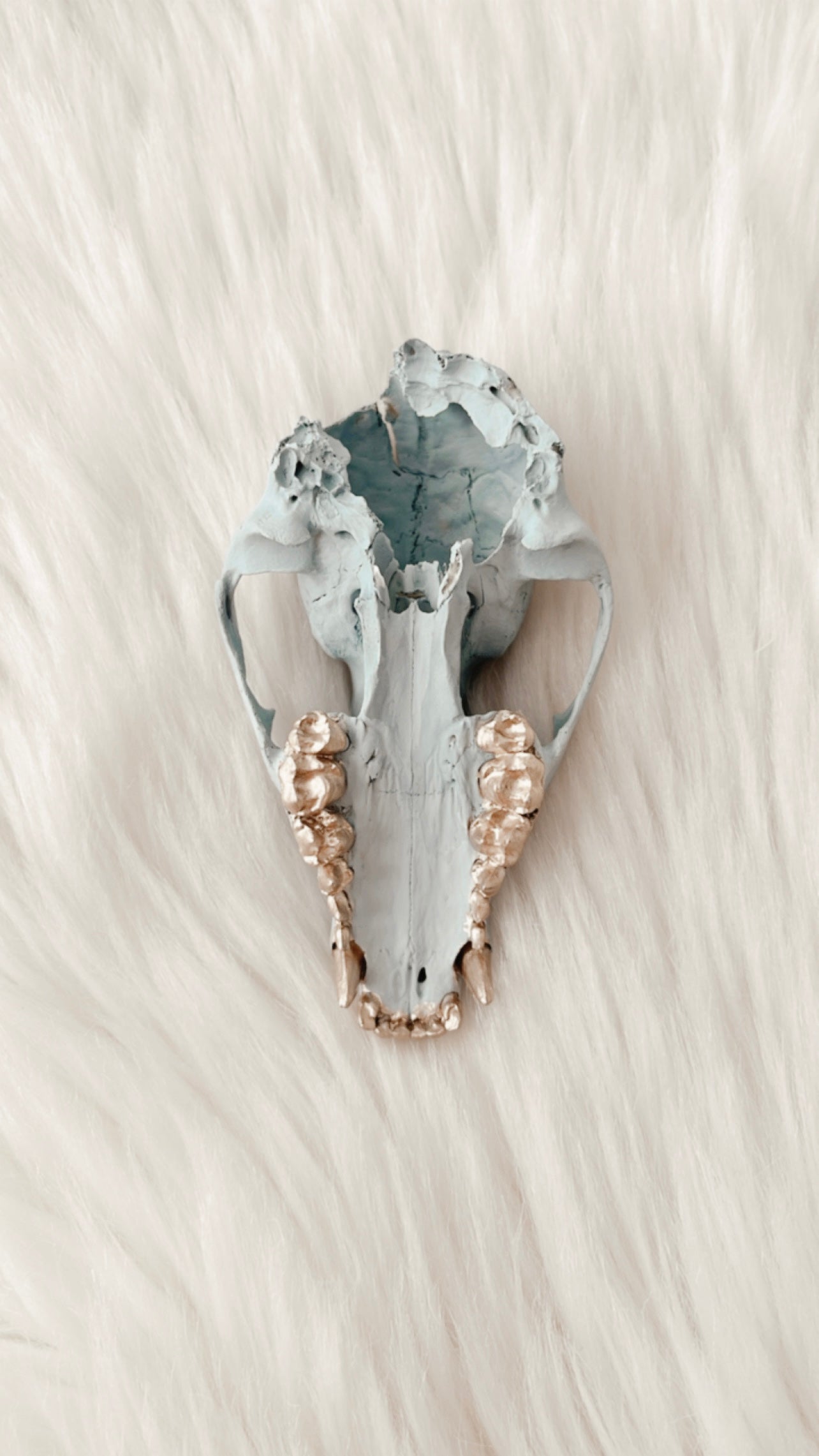 Juniper Raccoon Skull