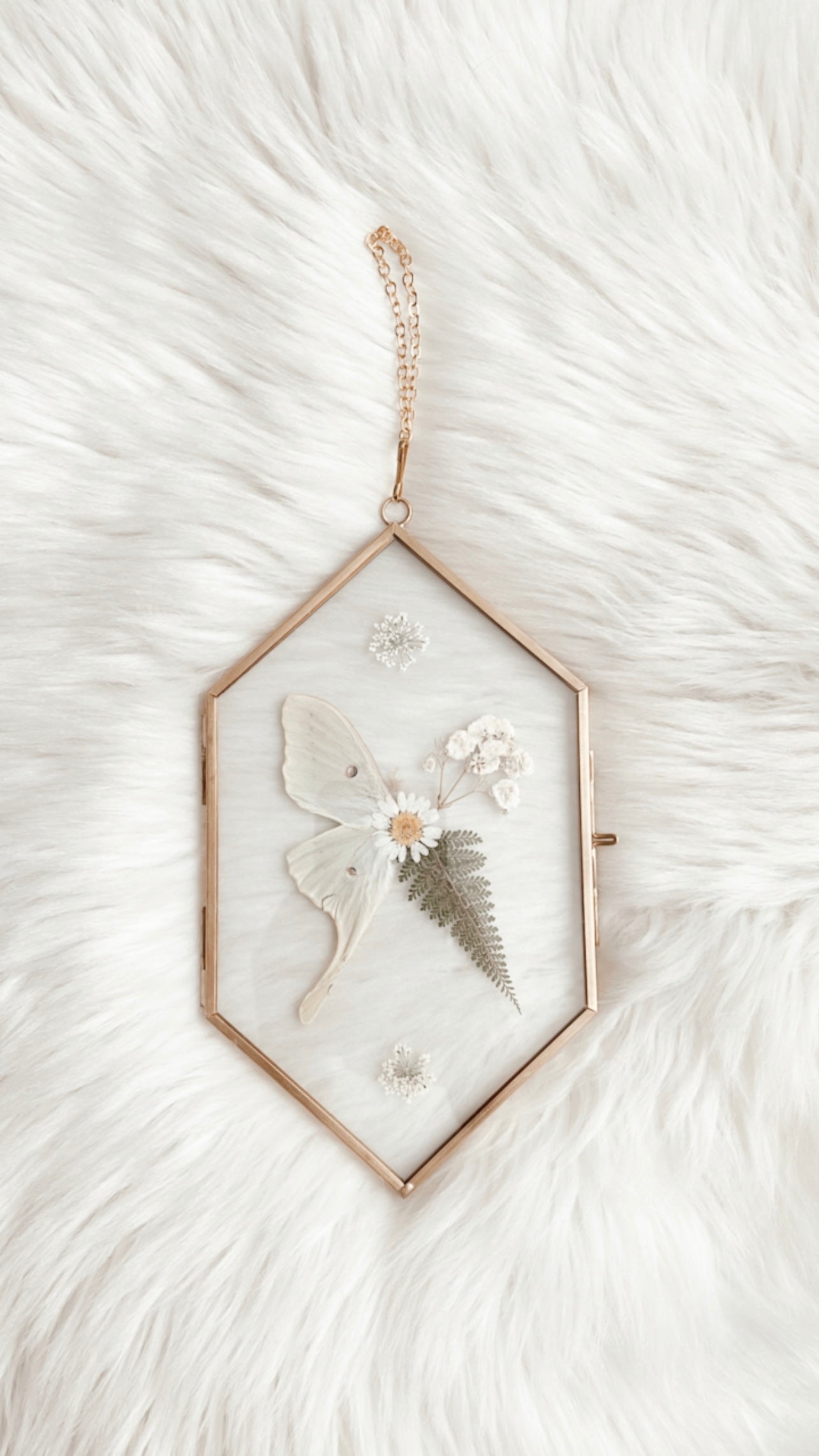 Katherine Luna Moth Floral Frame