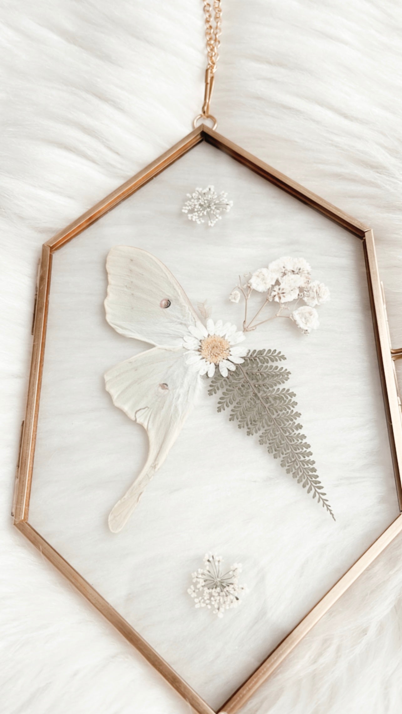 Katherine Luna Moth Floral Frame