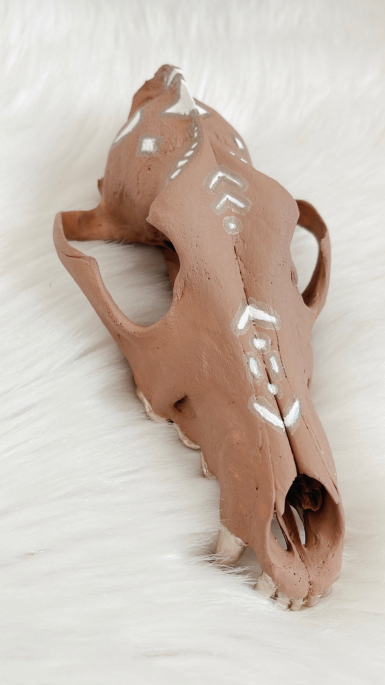 Kylo Coyote Skull