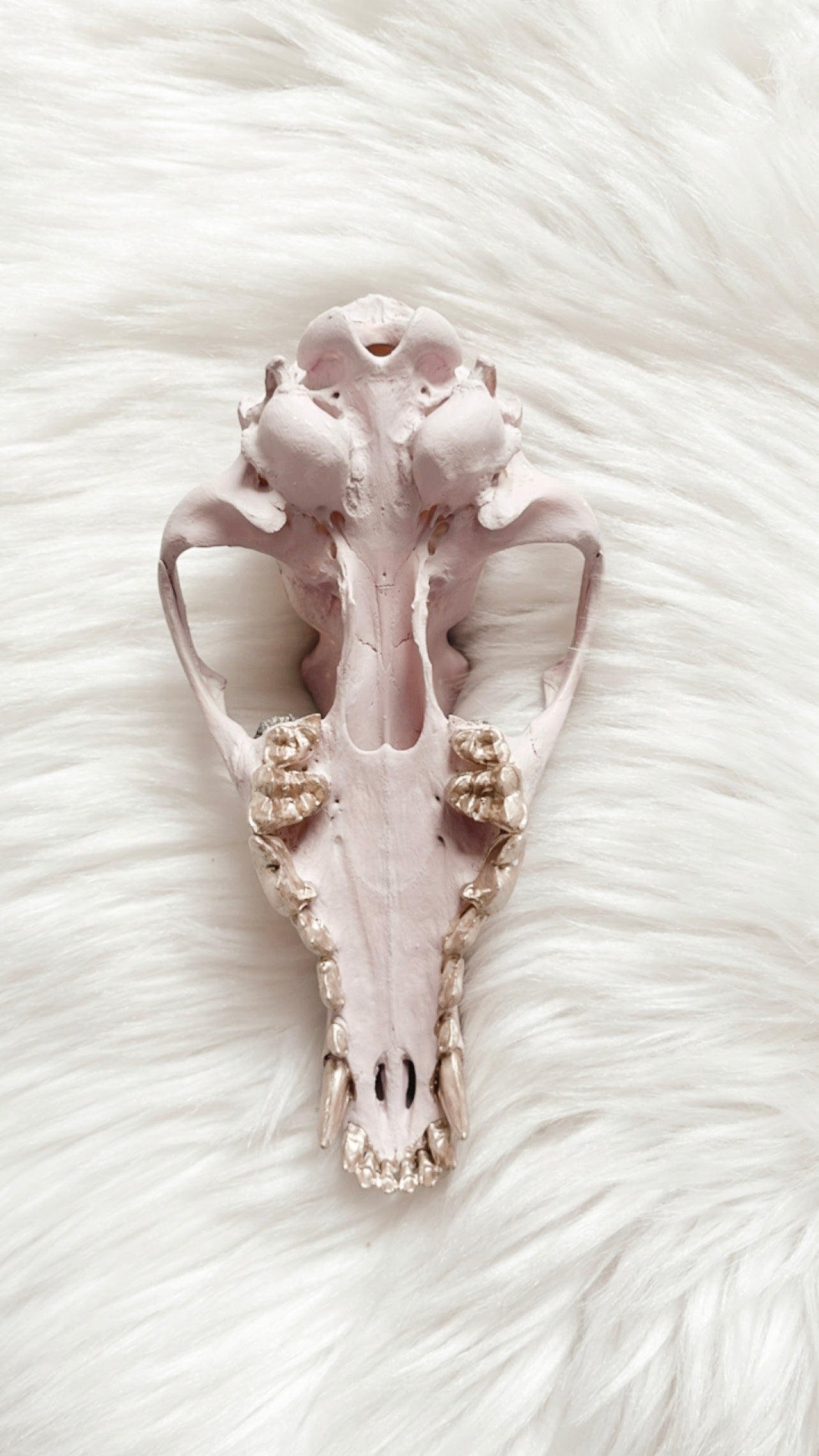 Lavender Coyote Skull