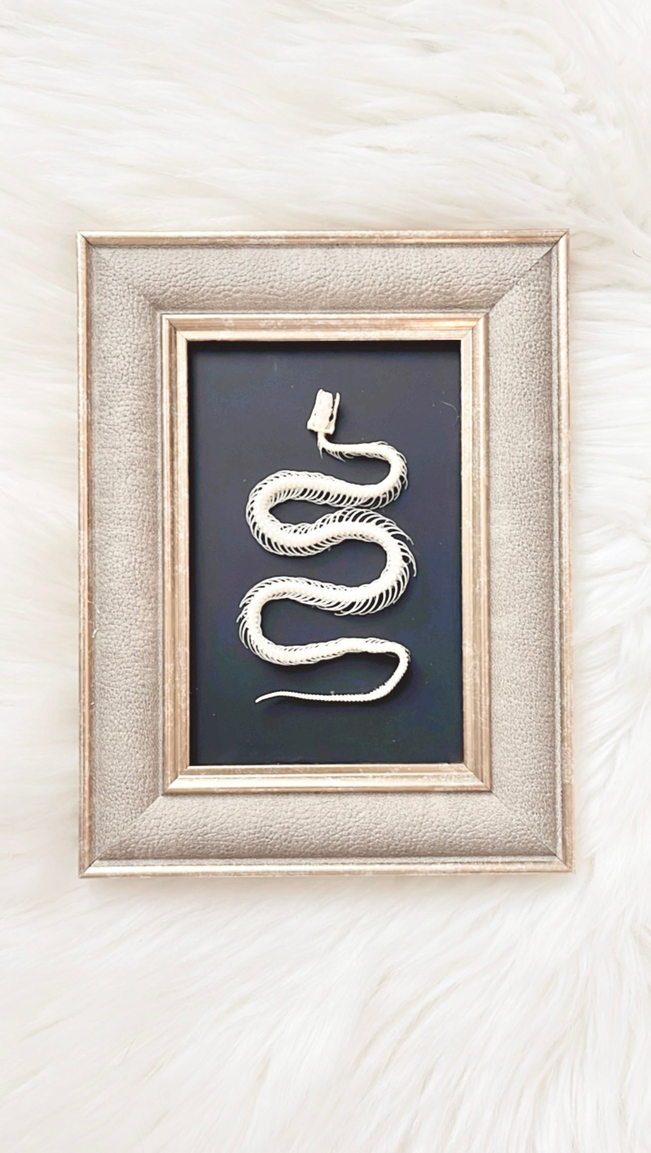 Lexi Snake Skelly Frame