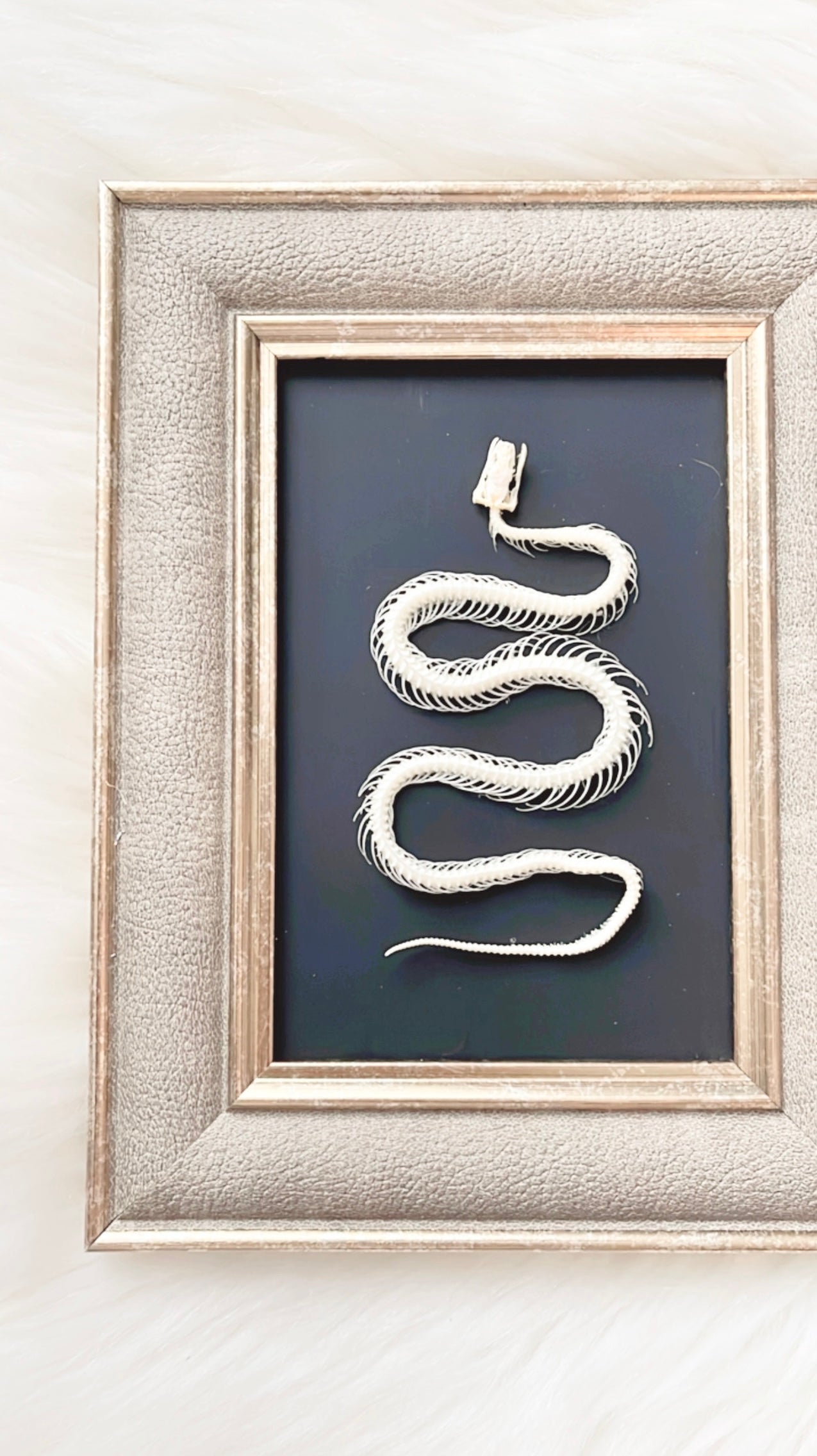 Lexi Snake Skelly Frame