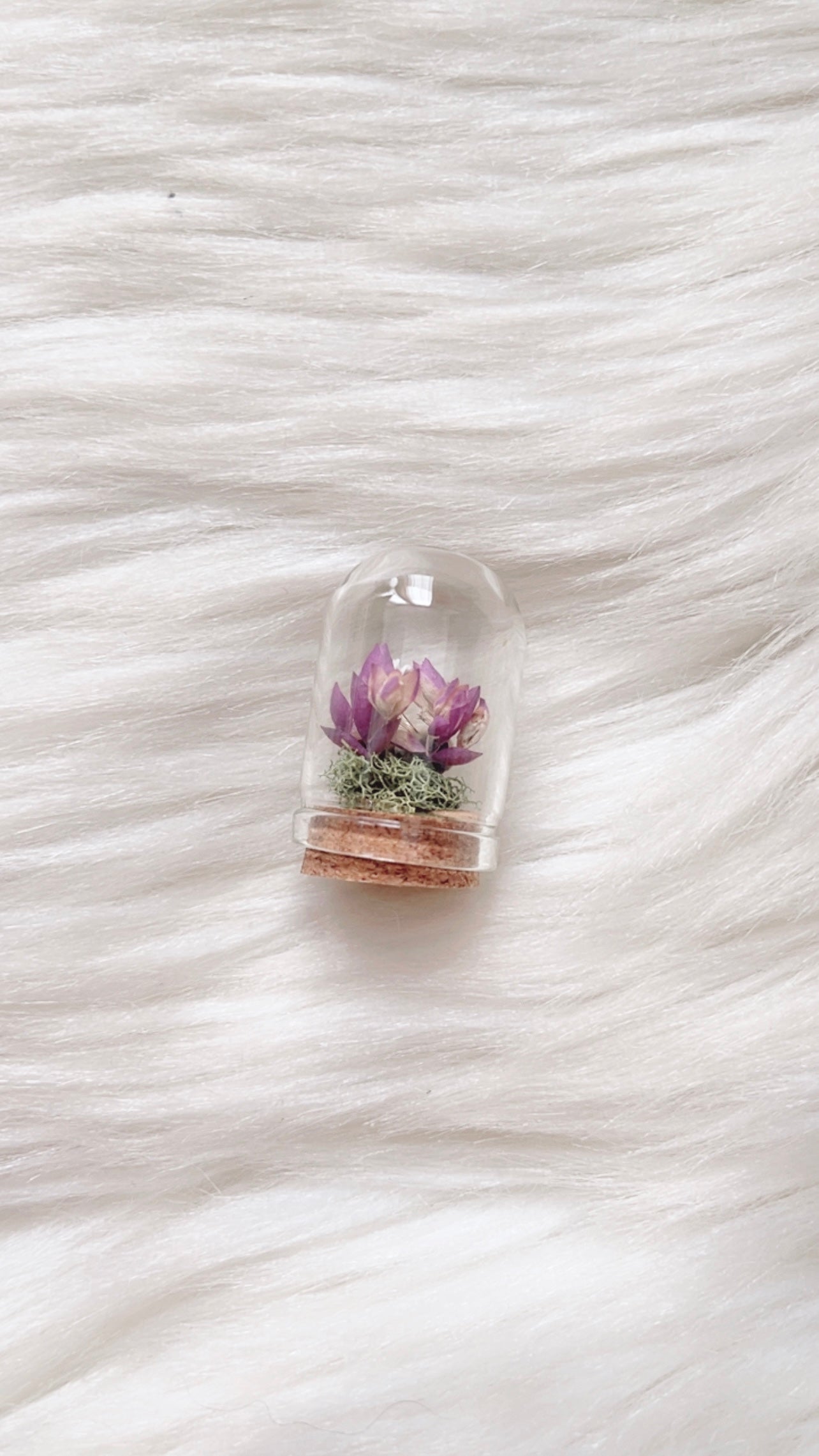 Lottie Terrarium