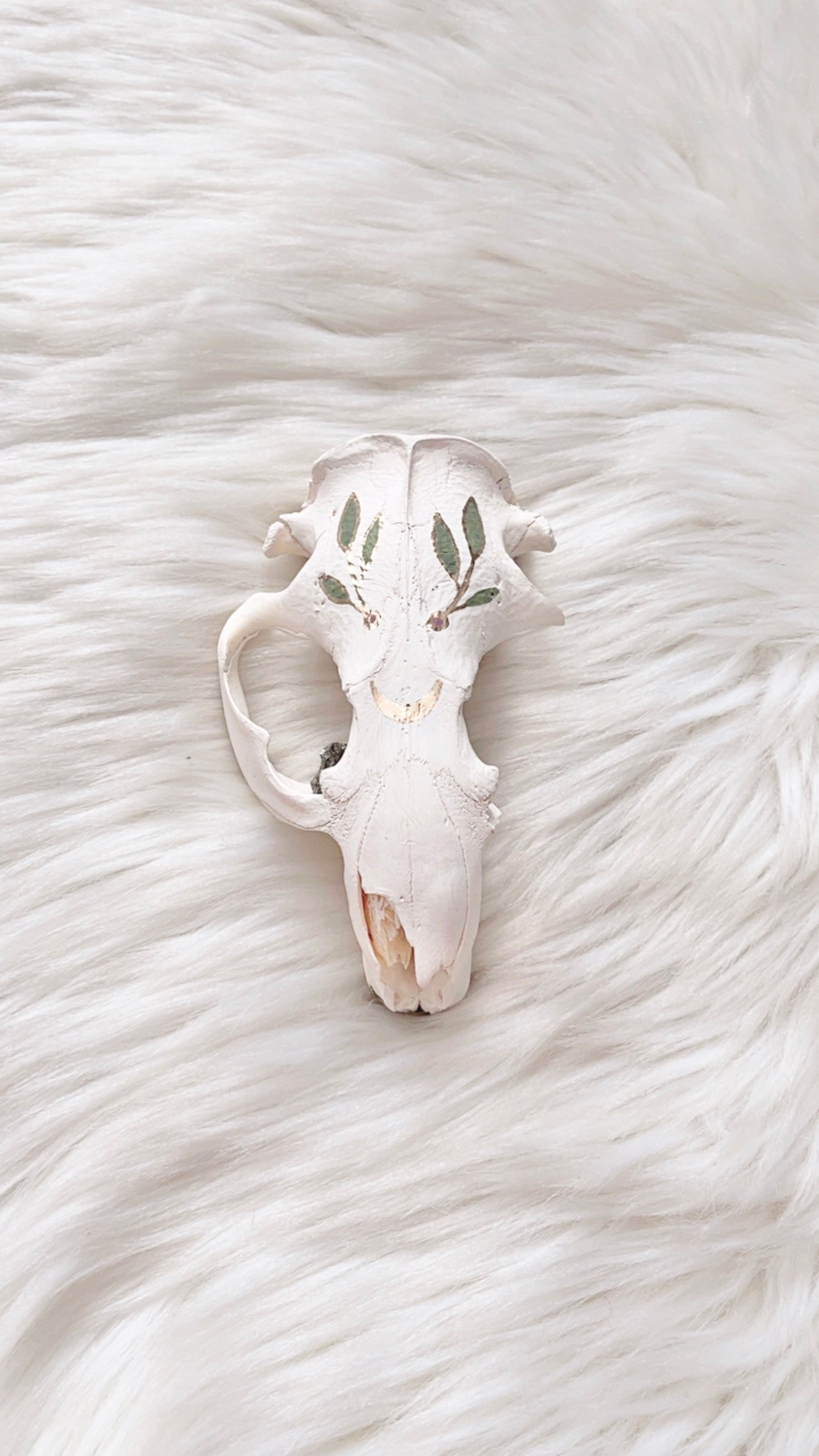 Maven Beaver Skull