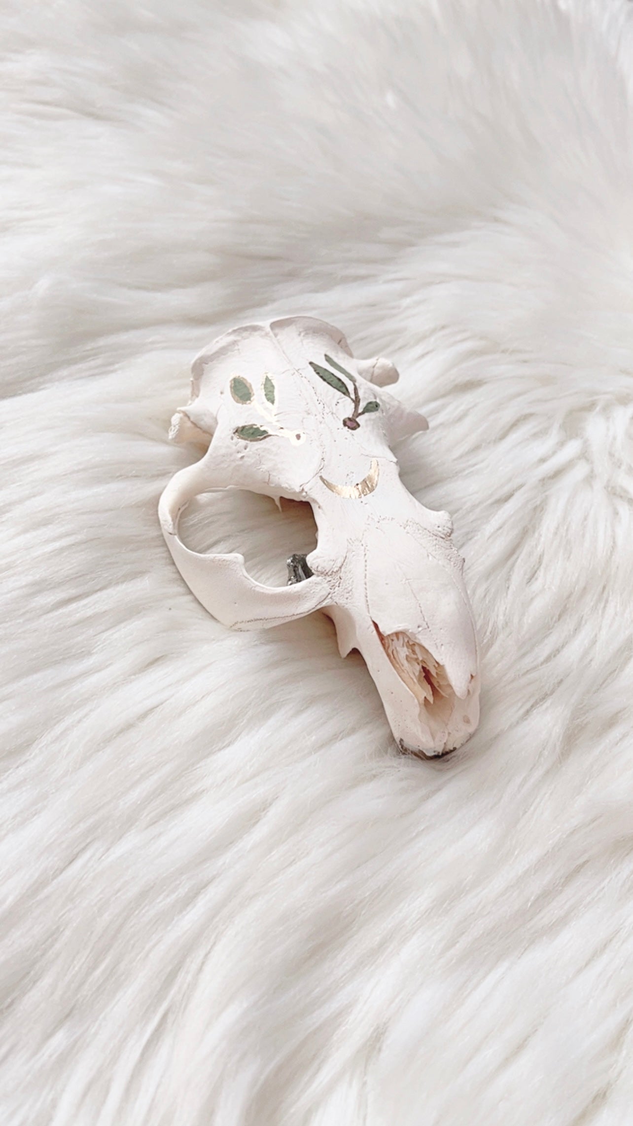 Maven Beaver Skull