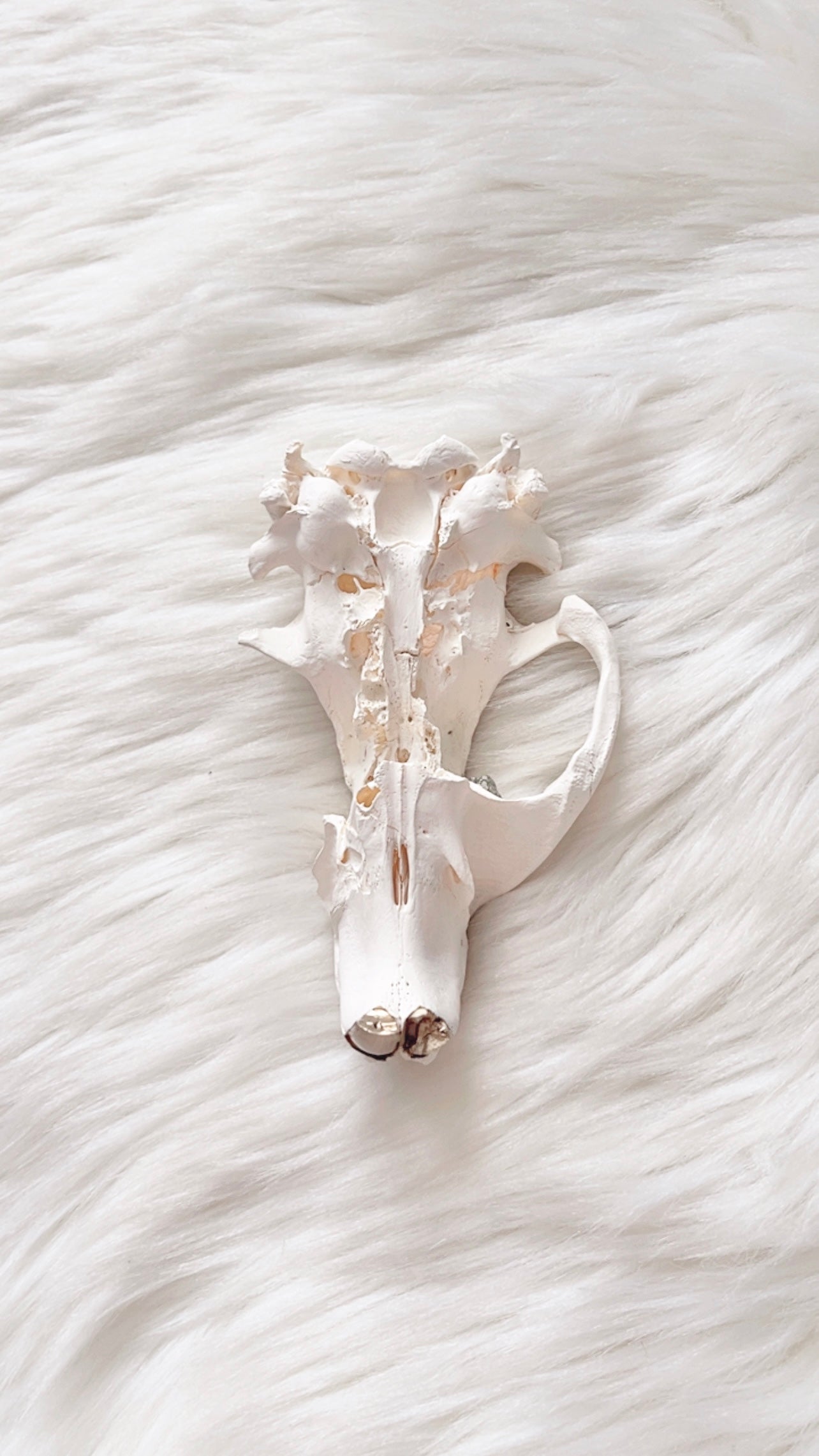 Maven Beaver Skull