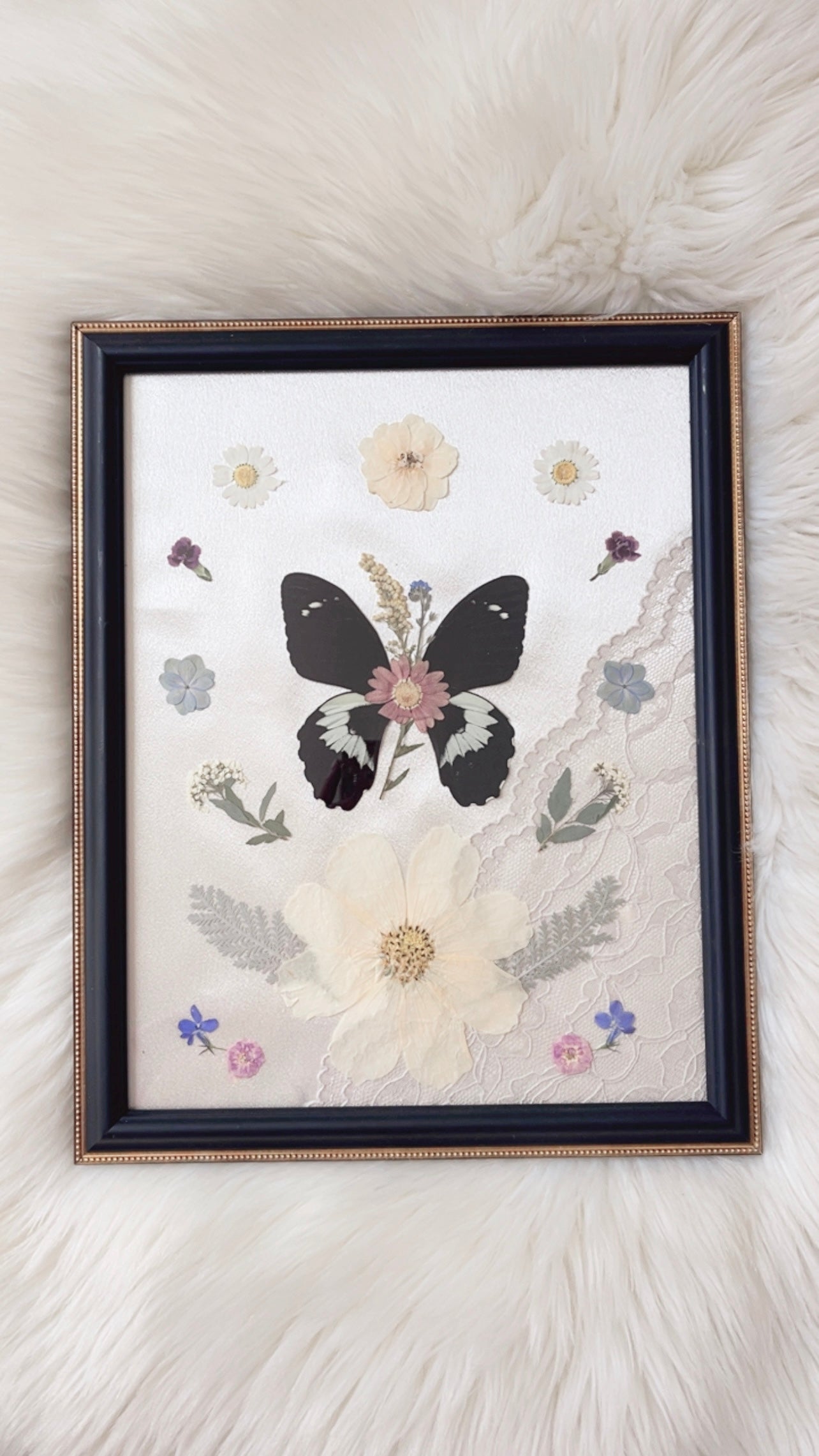Maven Butterfly Ornate Frame
