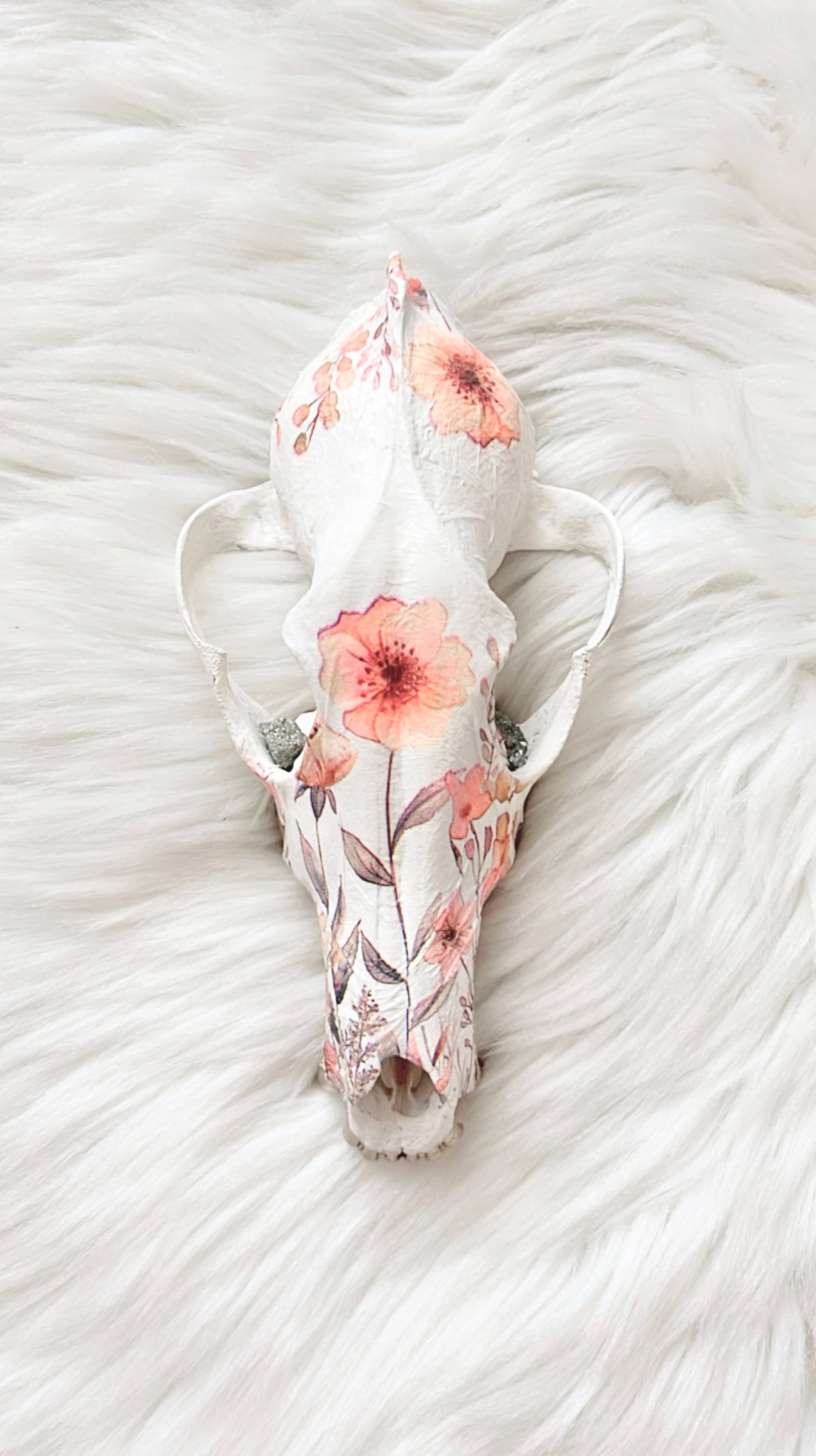 Mia Coyote Skull