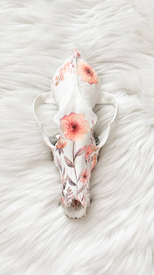 Mia Coyote Skull