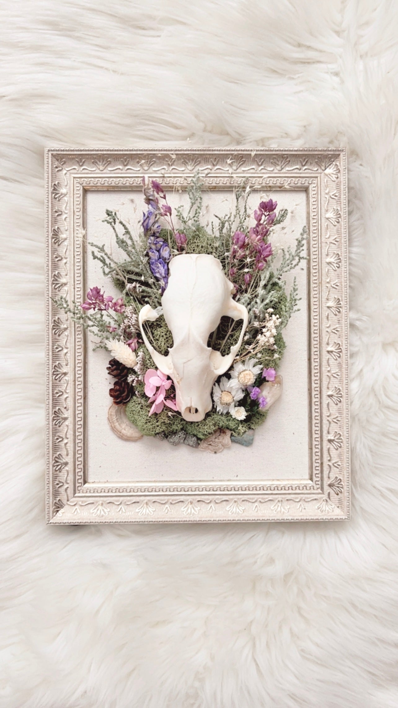 Millie Oddities Frame <Raccoon Skull>