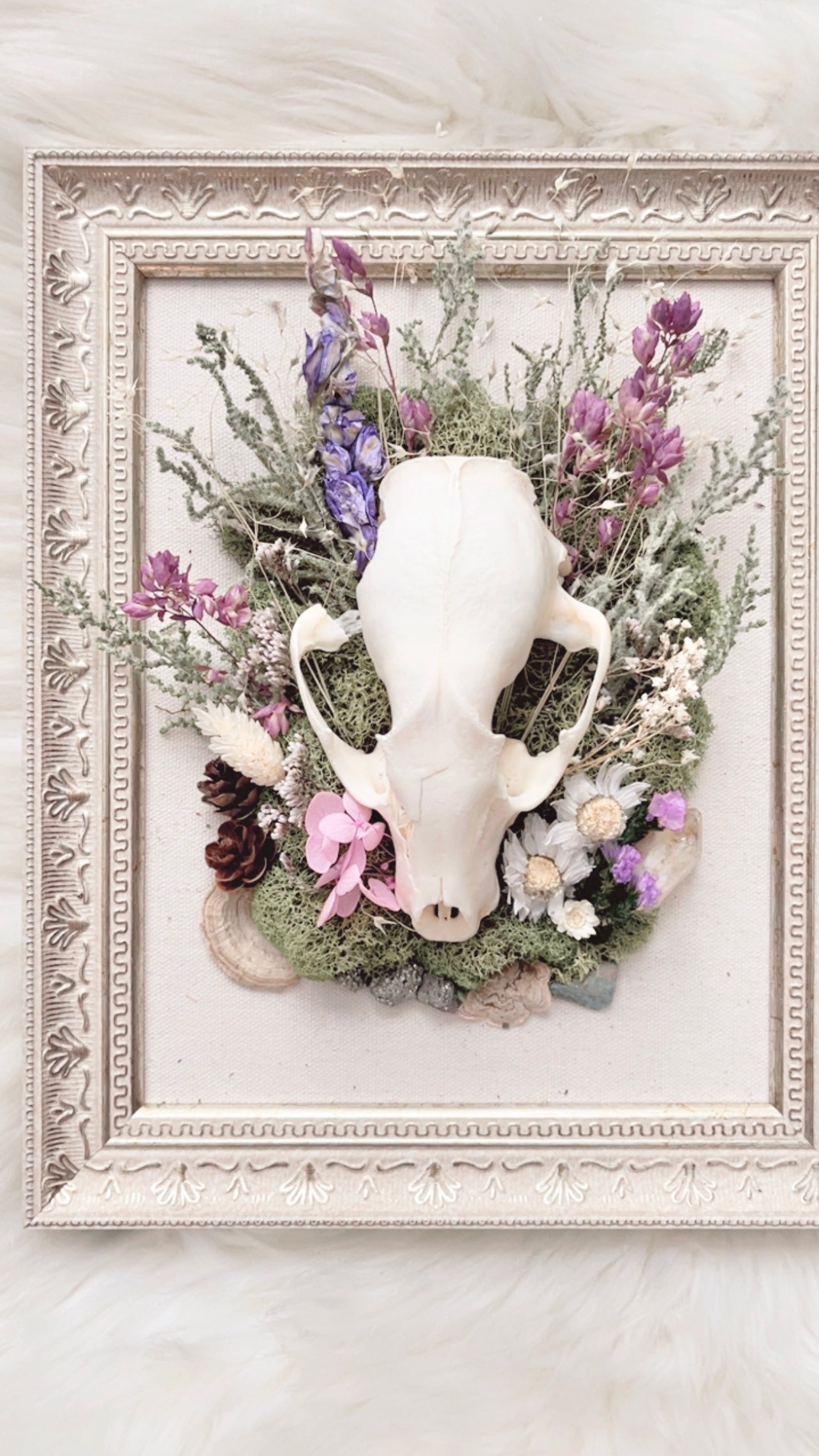 Millie Oddities Frame <Raccoon Skull>