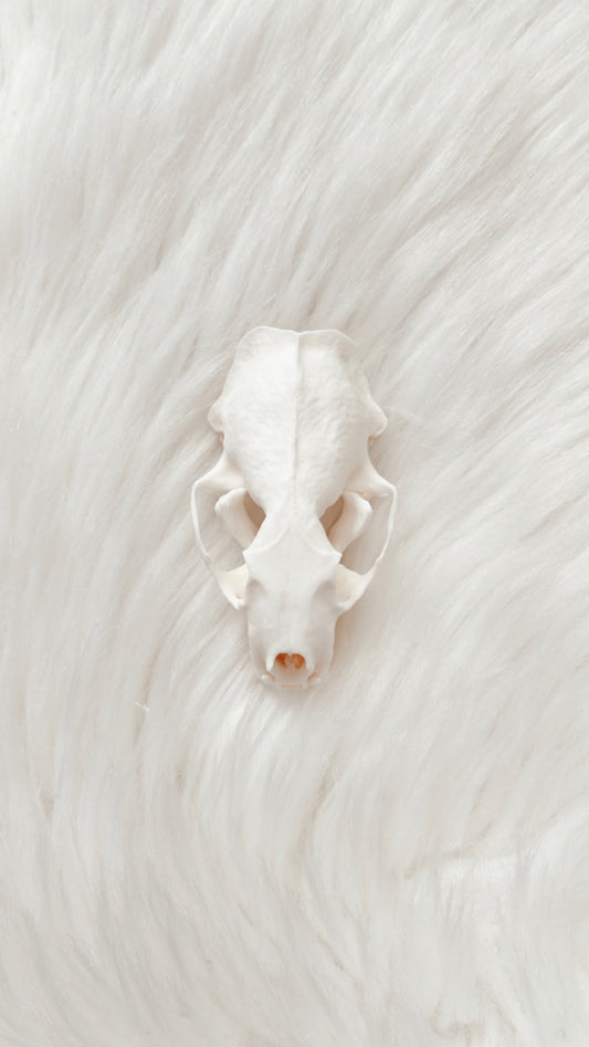 Mink Skull