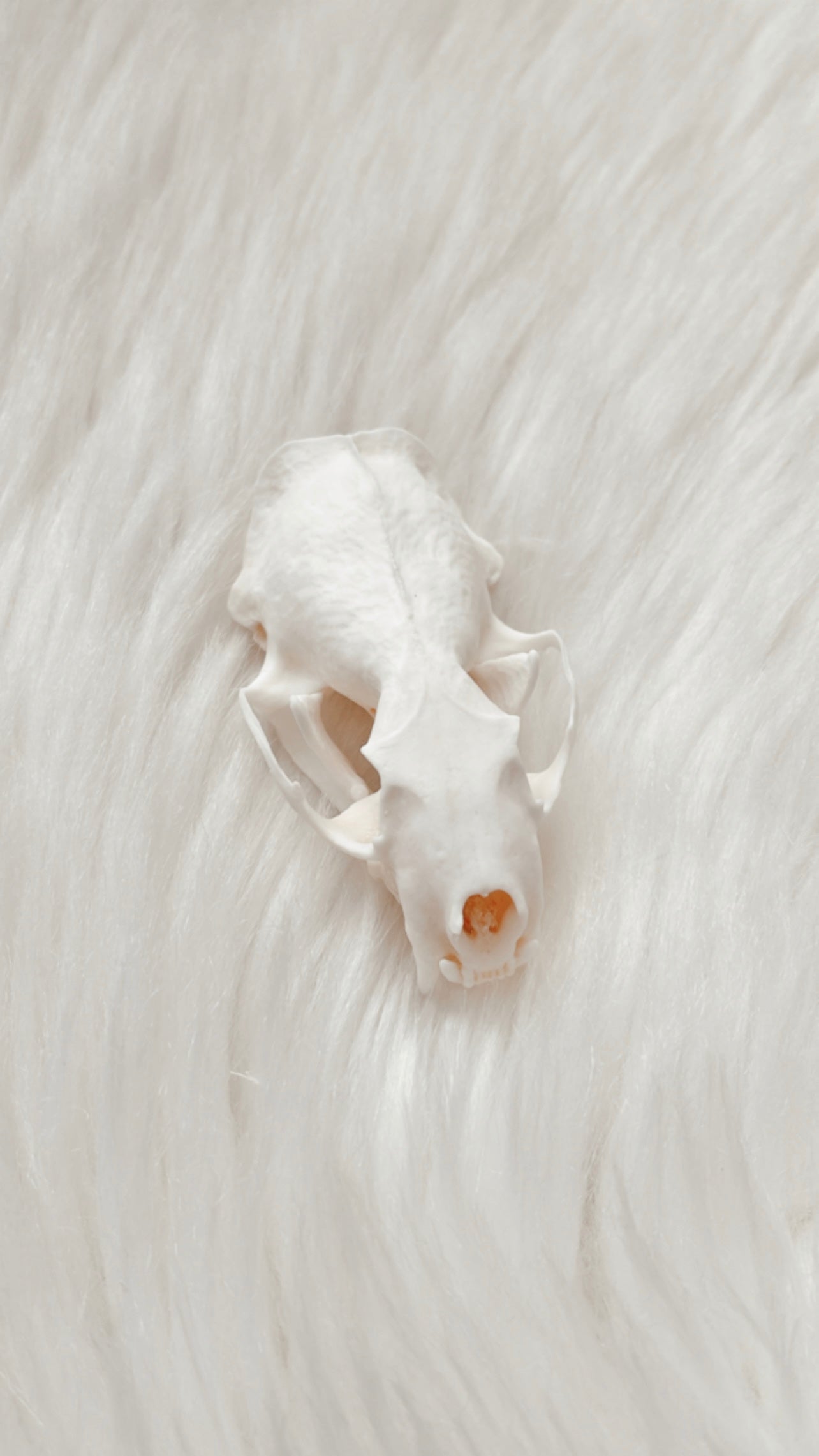 Mink Skull