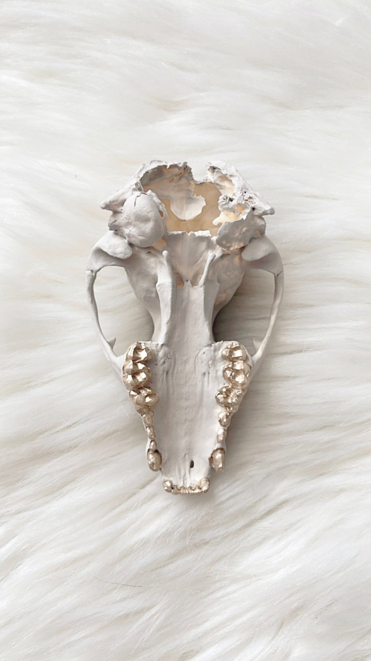 Minnie Raccoon Skull
