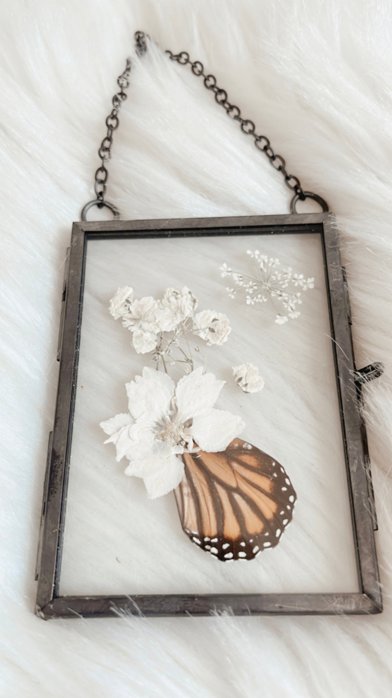 Morren Butterfly Floral Frame