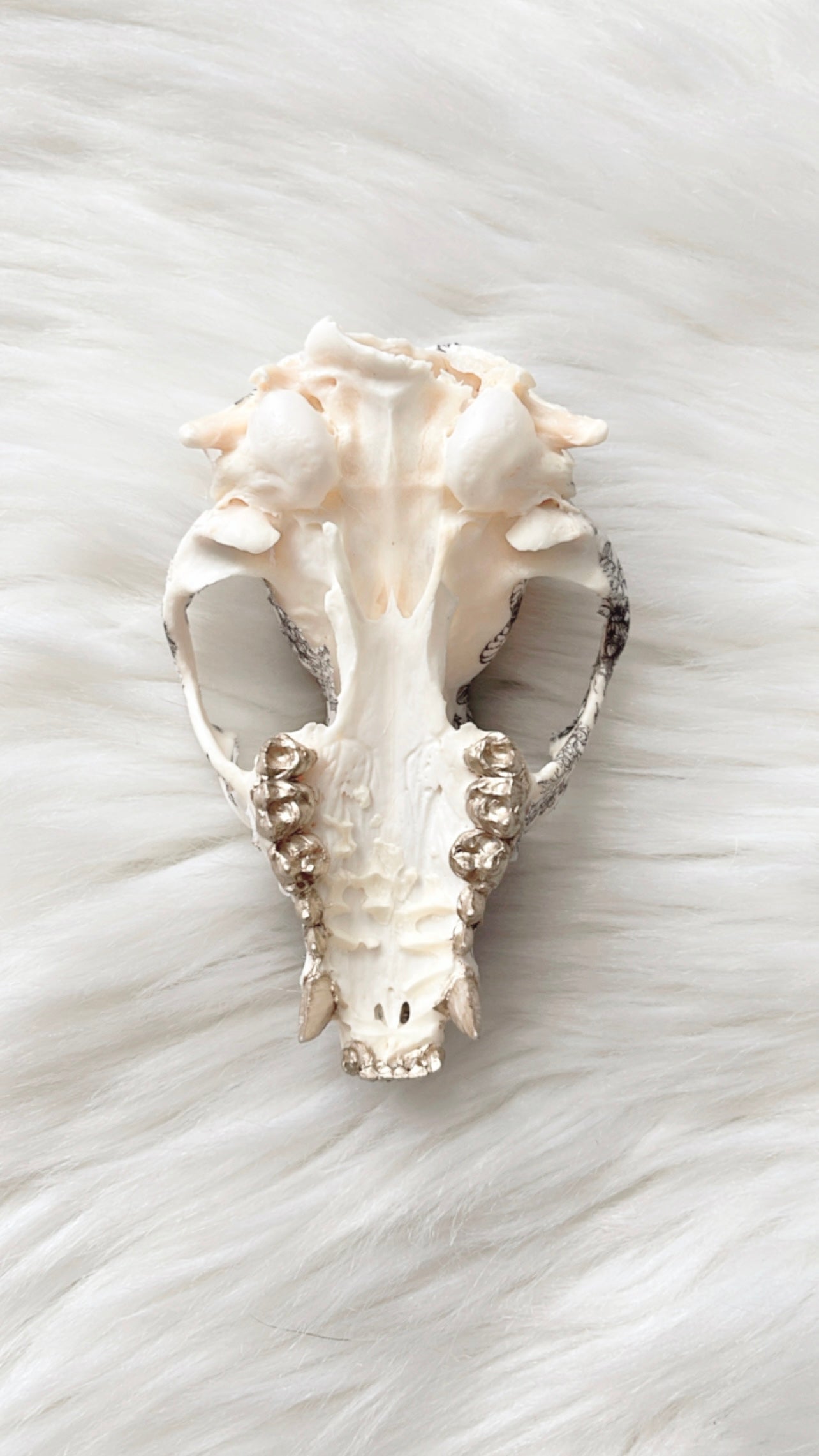 Nellie Raccoon Skull