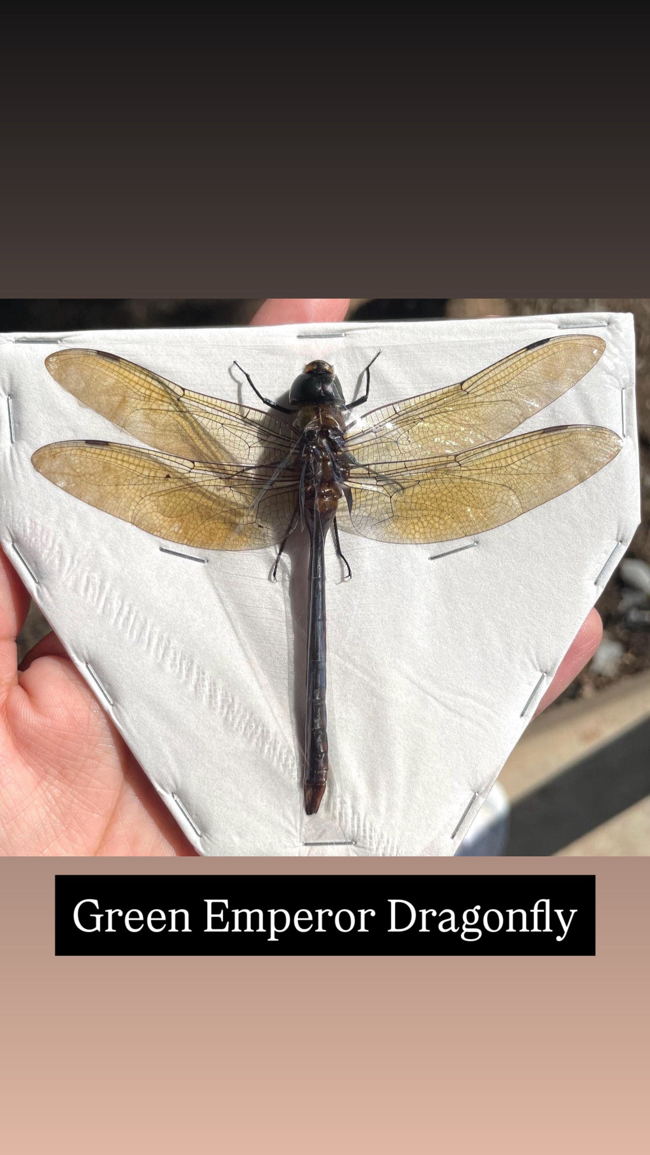 ❋ October 12 in LAFAYETTE ❋ 3p - Butterfly or Dragonfly Shadow Box Workshop
