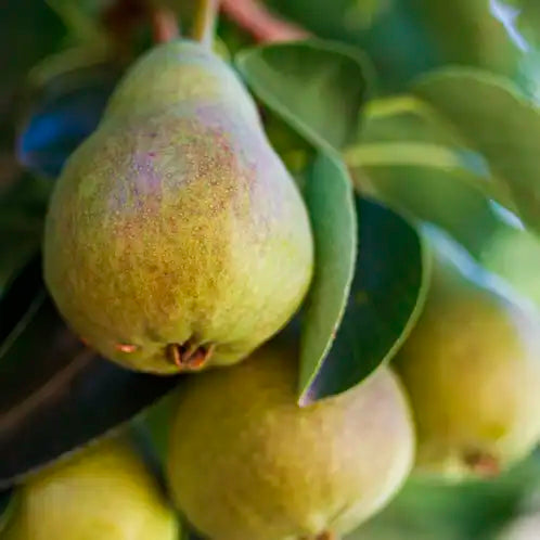 FALL + HOLIDAY : Pear Blossom 4oz Candle