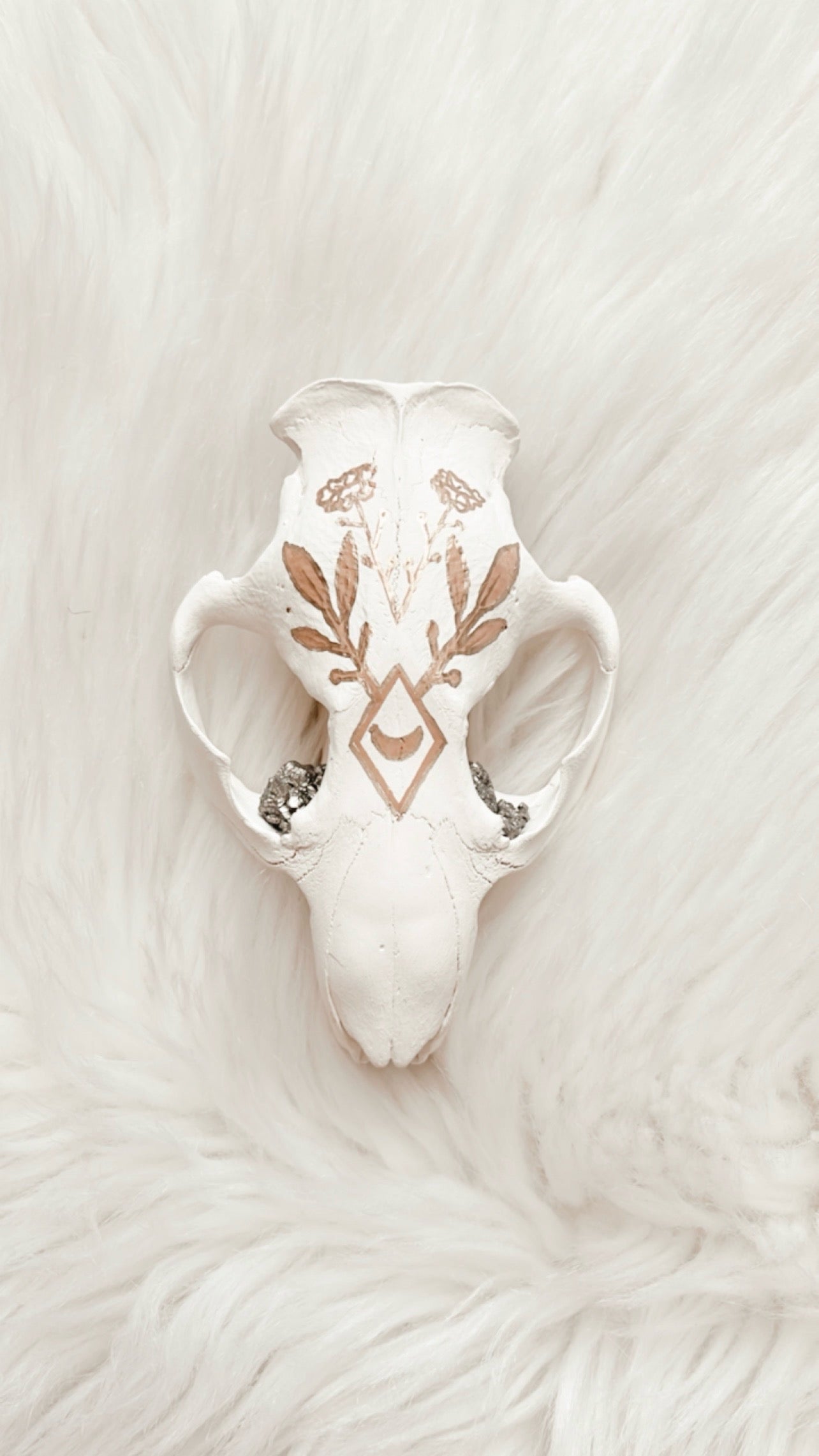 Phoebe Beaver Skull