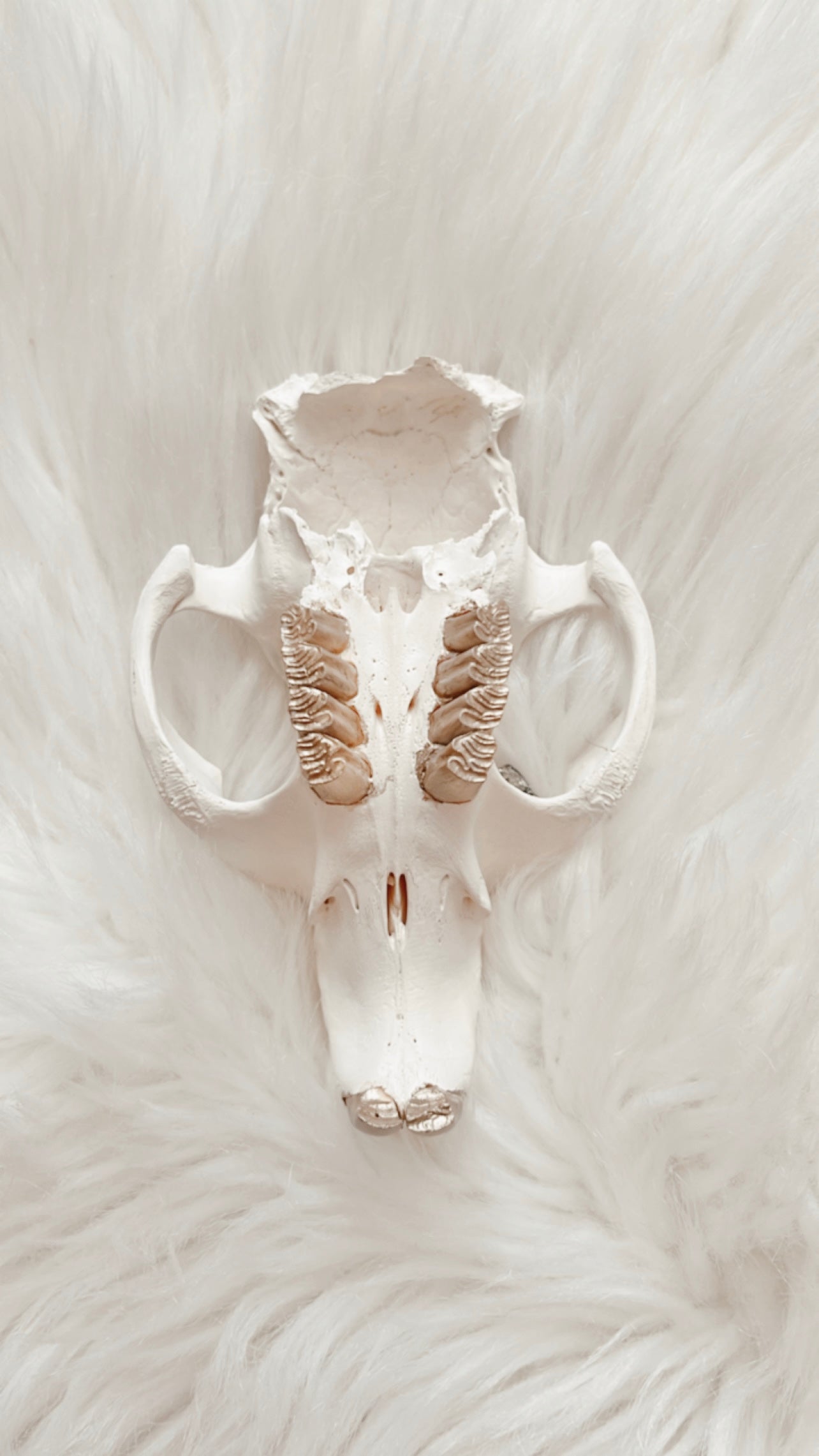 Phoebe Beaver Skull