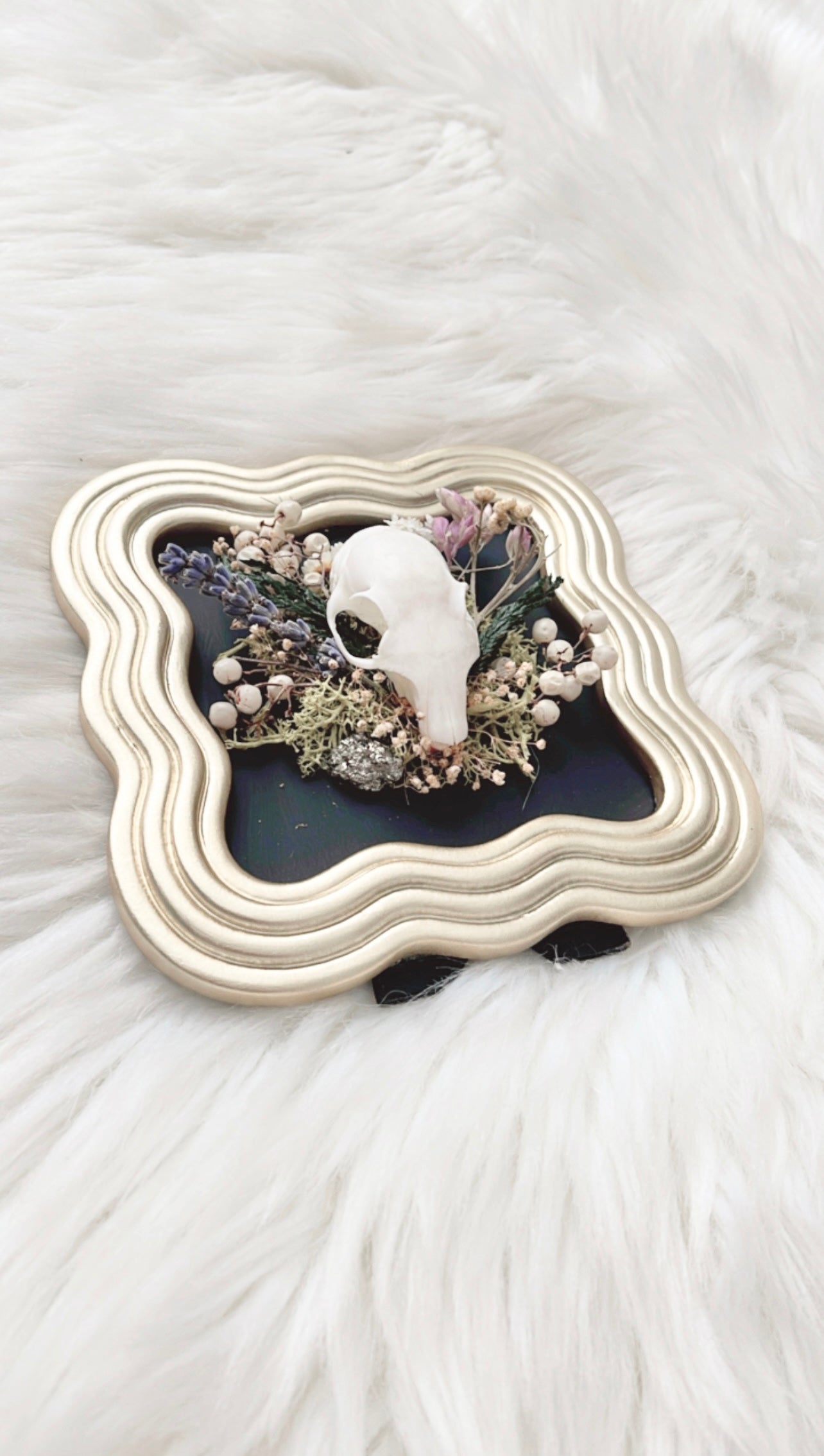 Pippin Oddities Frame <Squirrel Skull>