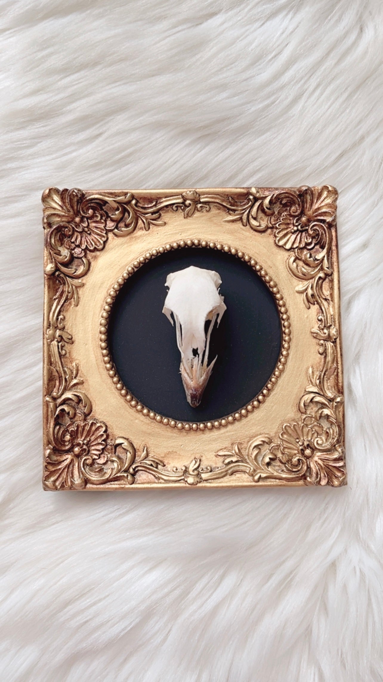 River Oddities Frame <Grouse Skull>