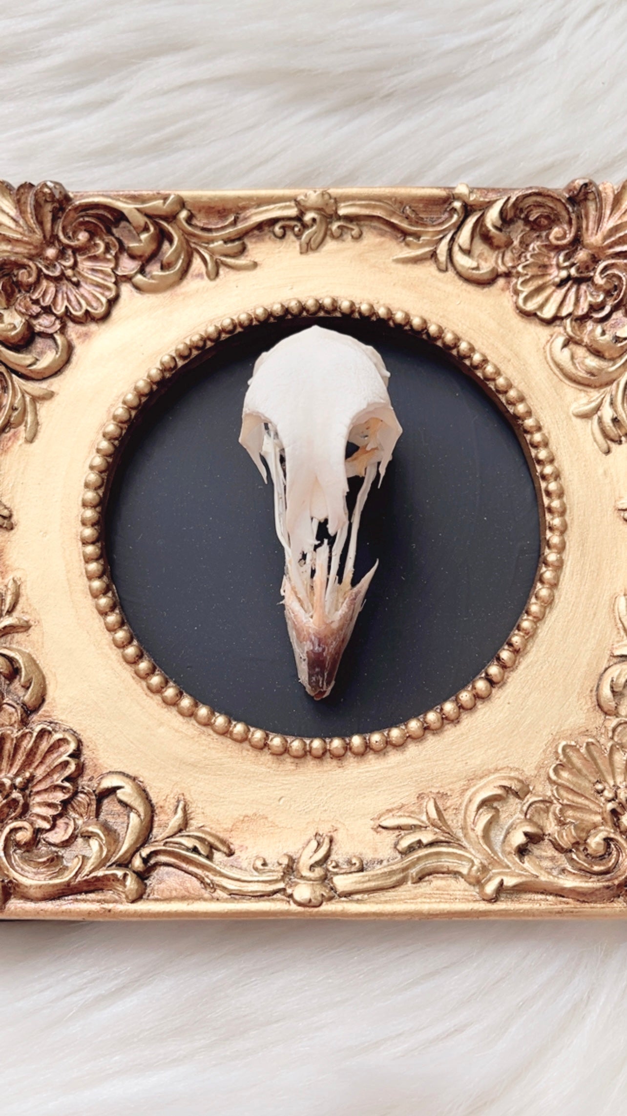 River Oddities Frame <Grouse Skull>