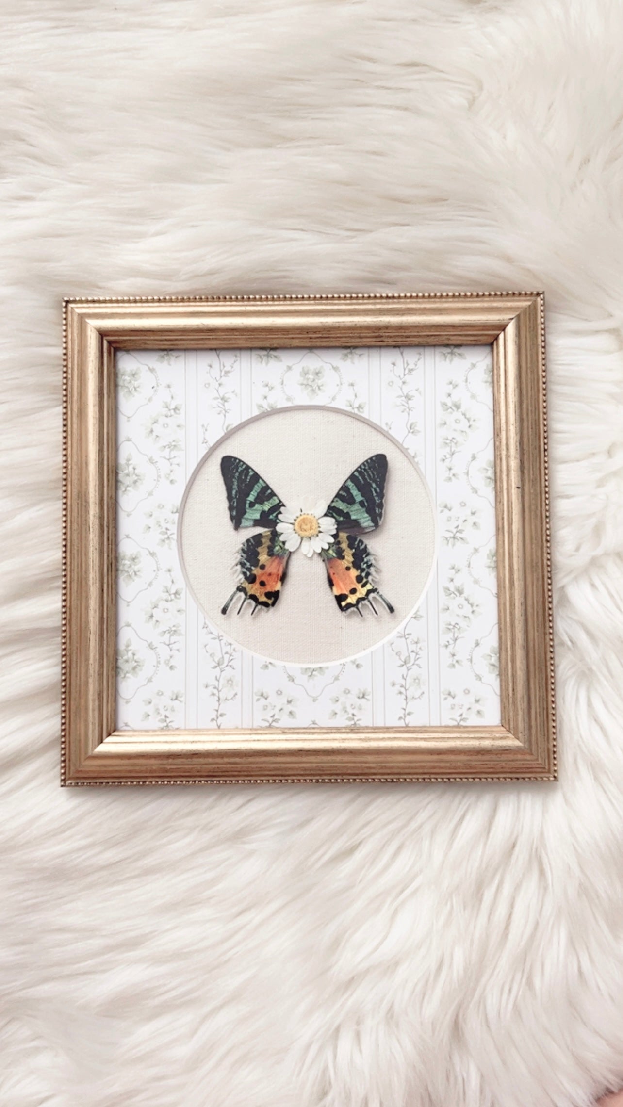 Rylee Moth Ornate Frame <8.5x8.5in>