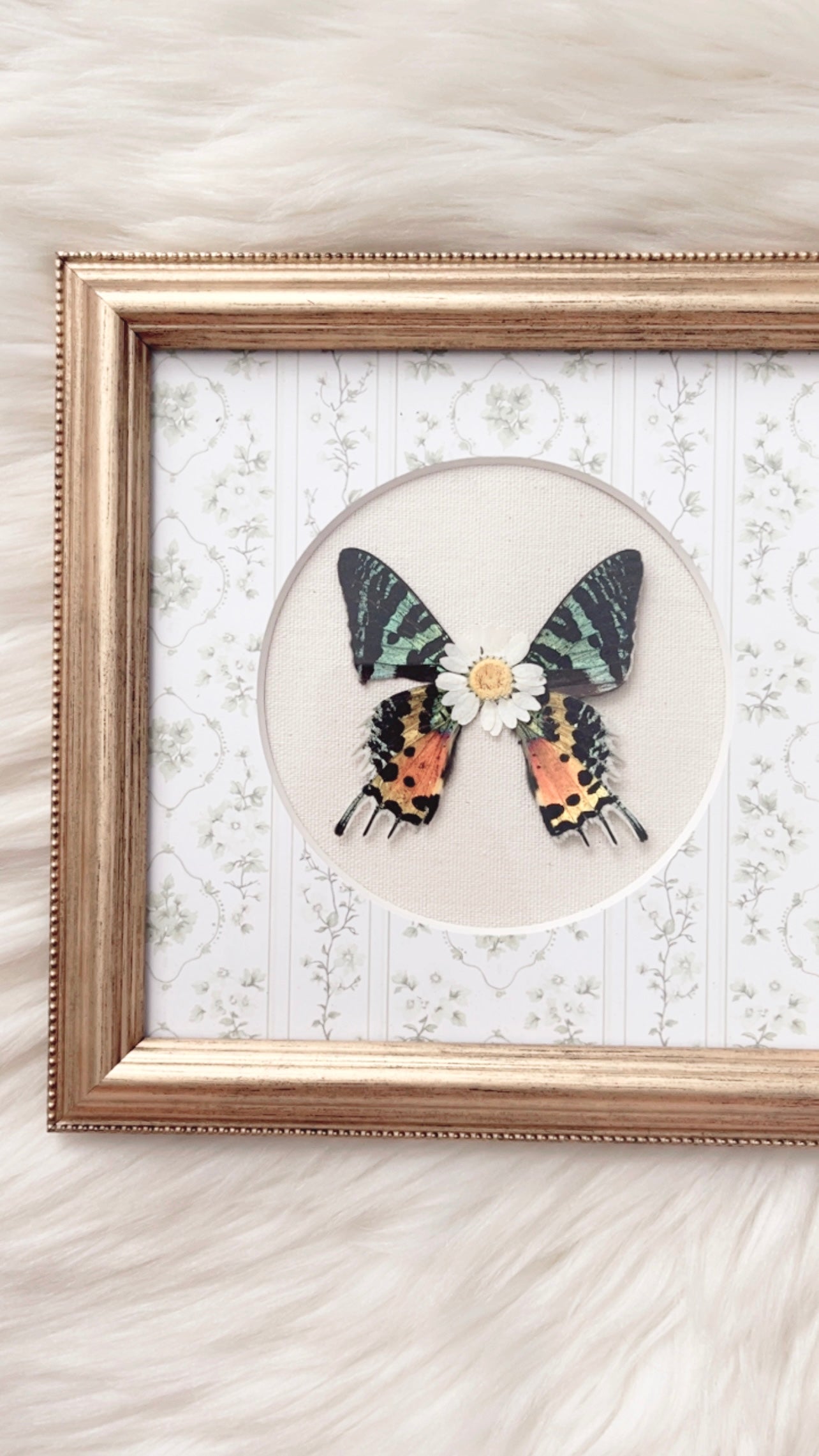 Rylee Moth Ornate Frame <8.5x8.5in>