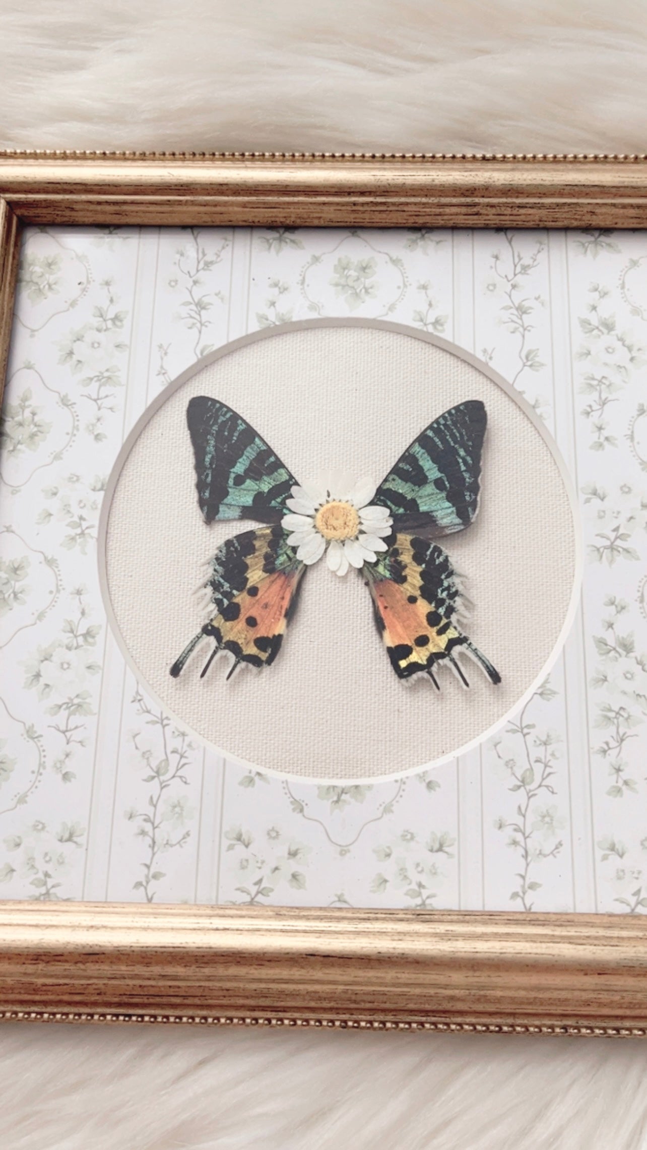 Rylee Moth Ornate Frame <8.5x8.5in>