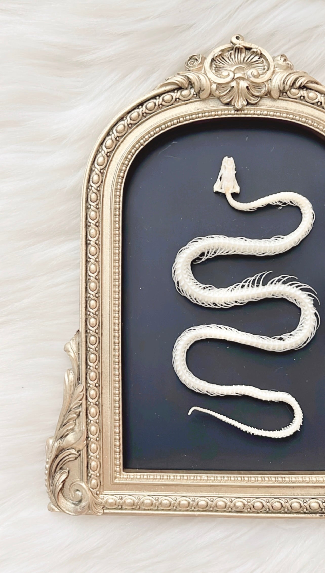 Sage Snake Skelly Frame