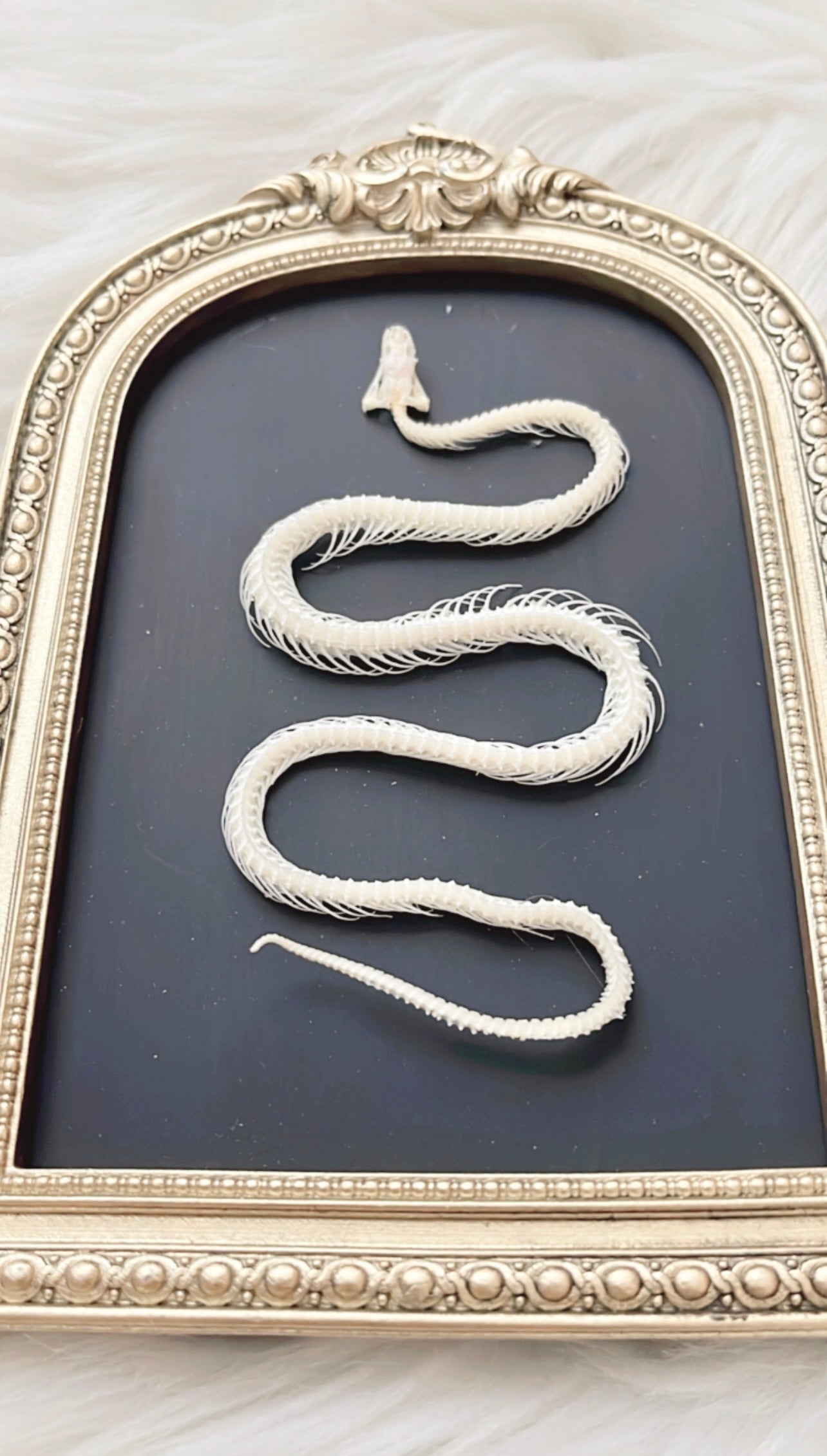 Sage Snake Skelly Frame