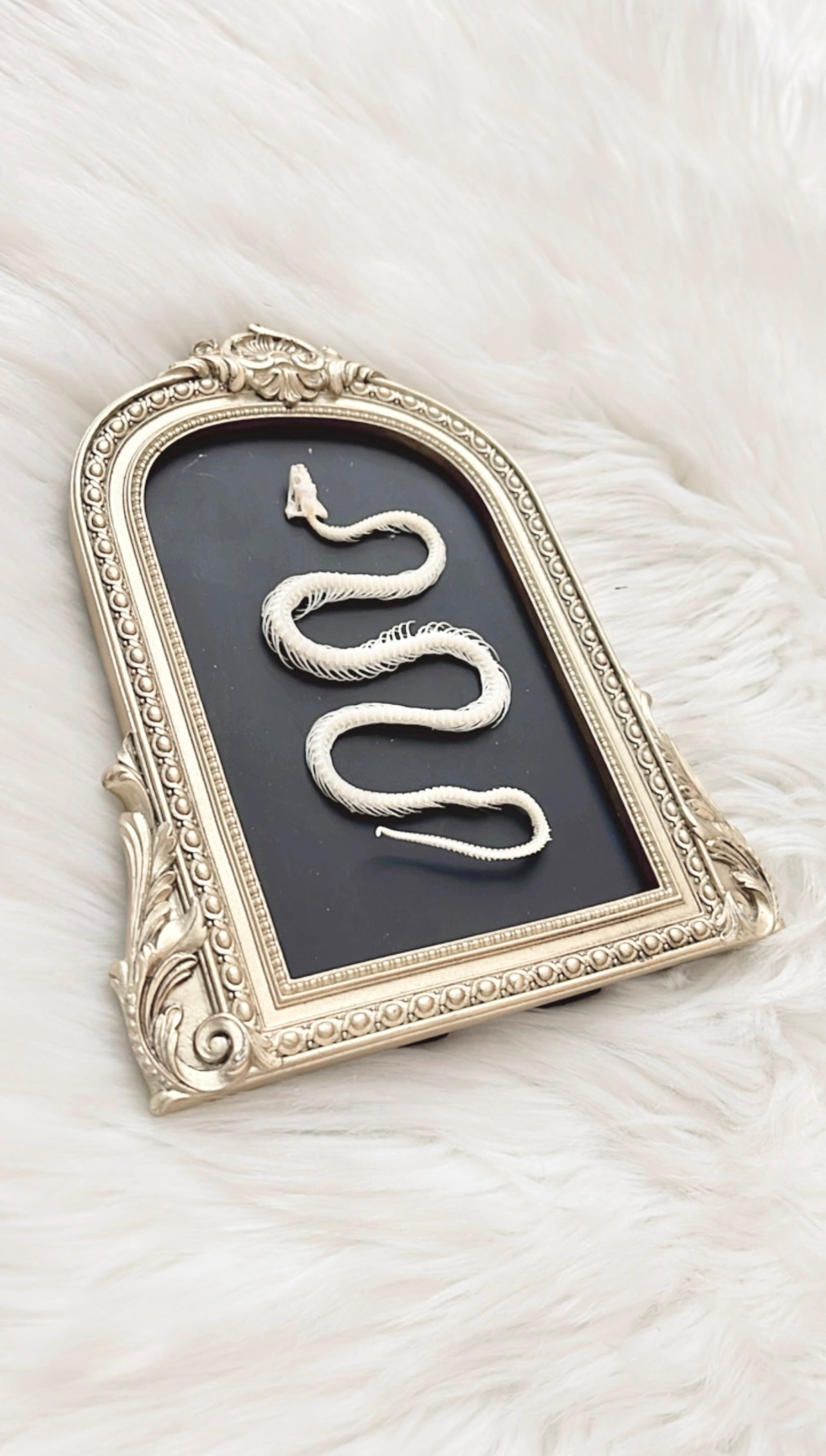 Sage Snake Skelly Frame