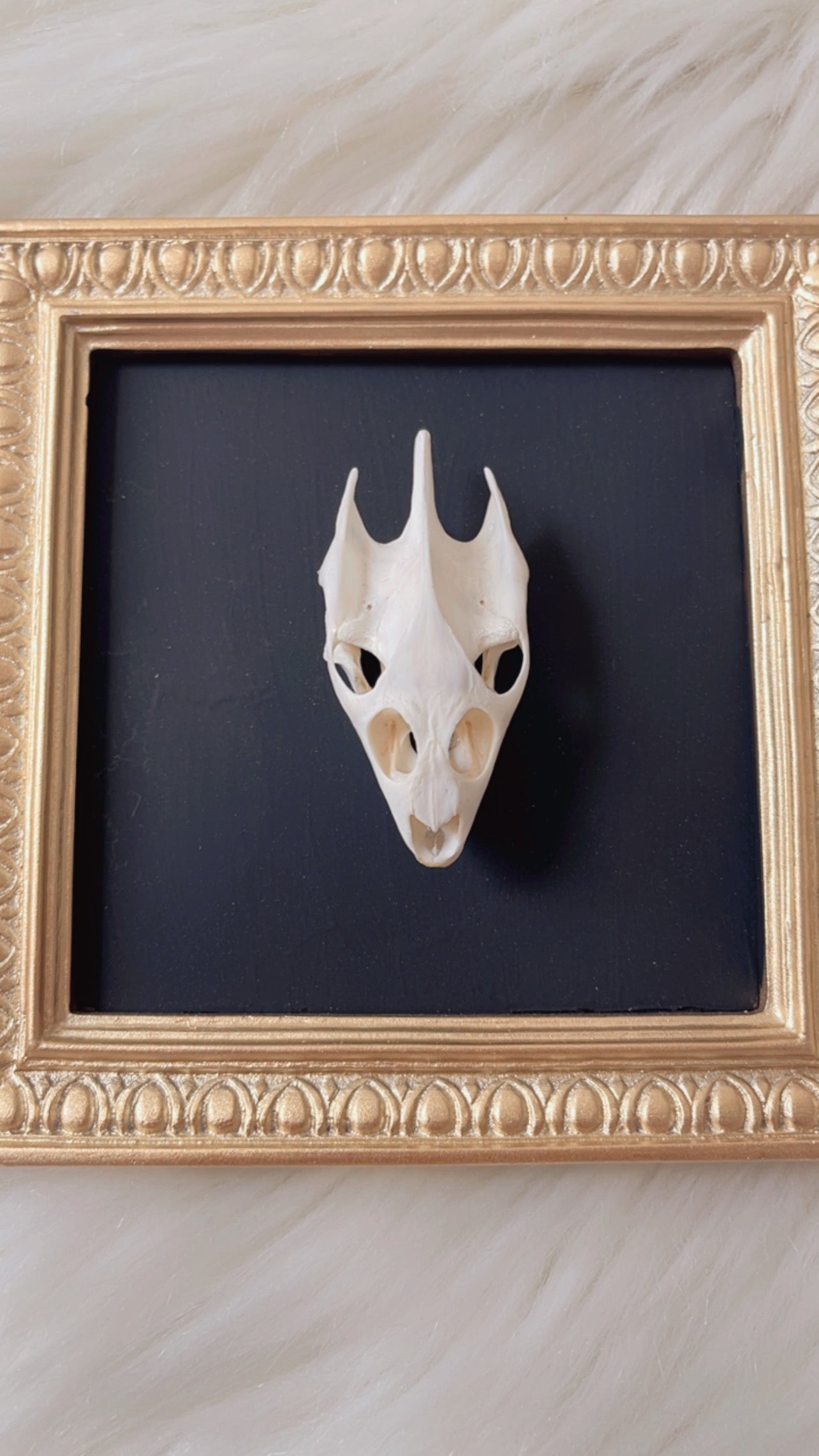 Saylor Oddities Frame <Turtle Skull>