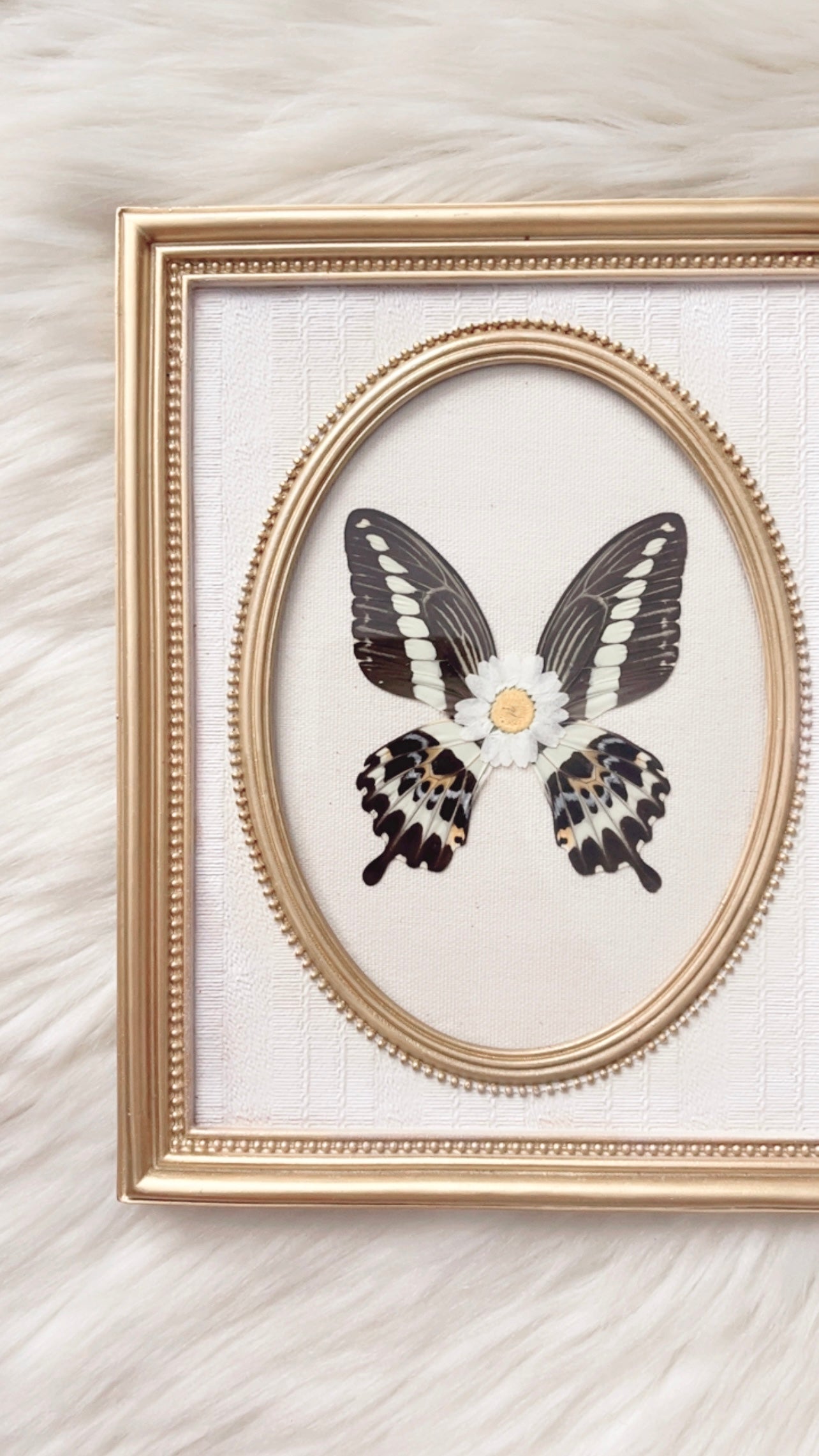 Shiloh Butterfly Ornate Frame <7.75x9.75in>