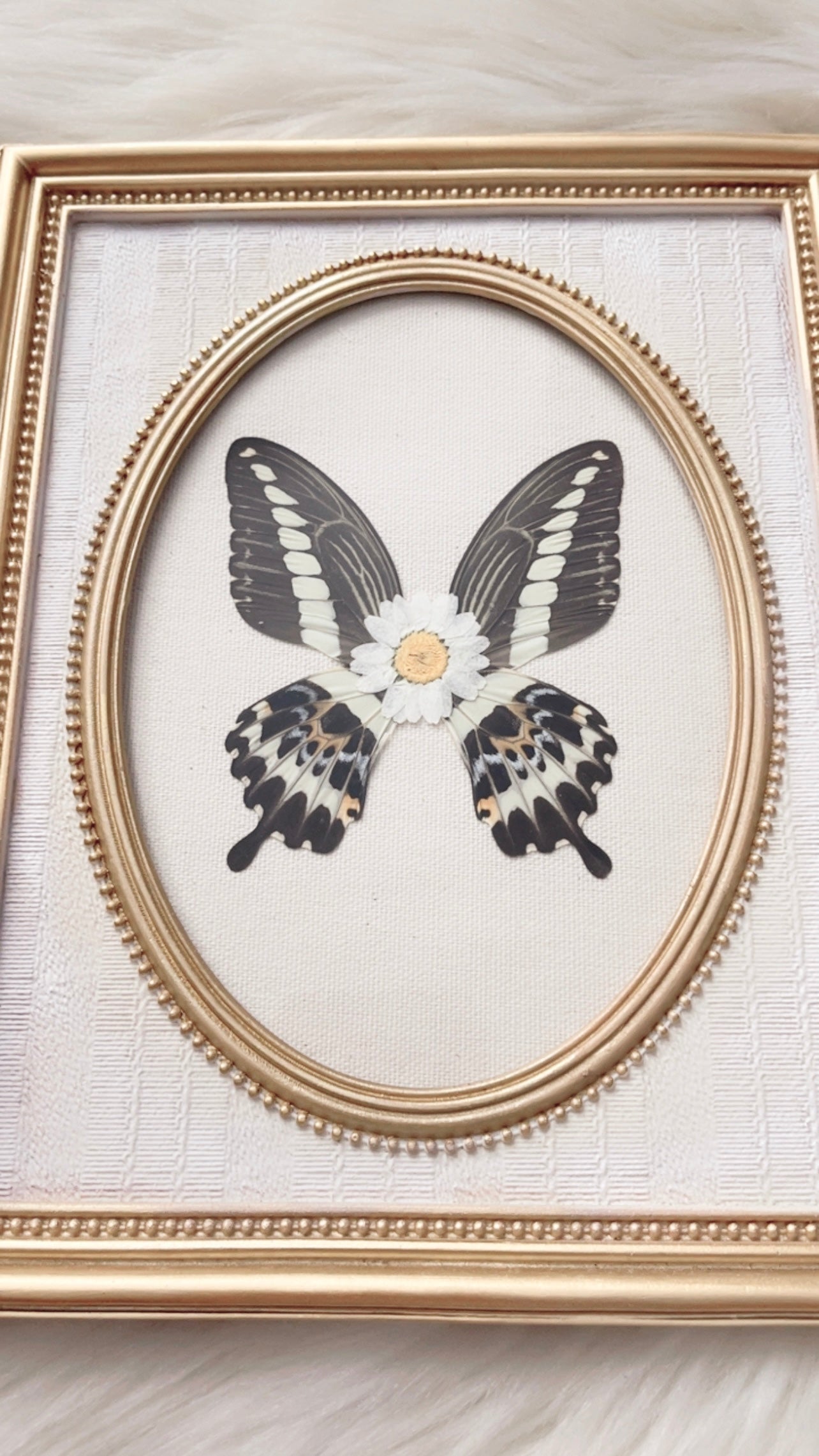Shiloh Butterfly Ornate Frame <7.75x9.75in>
