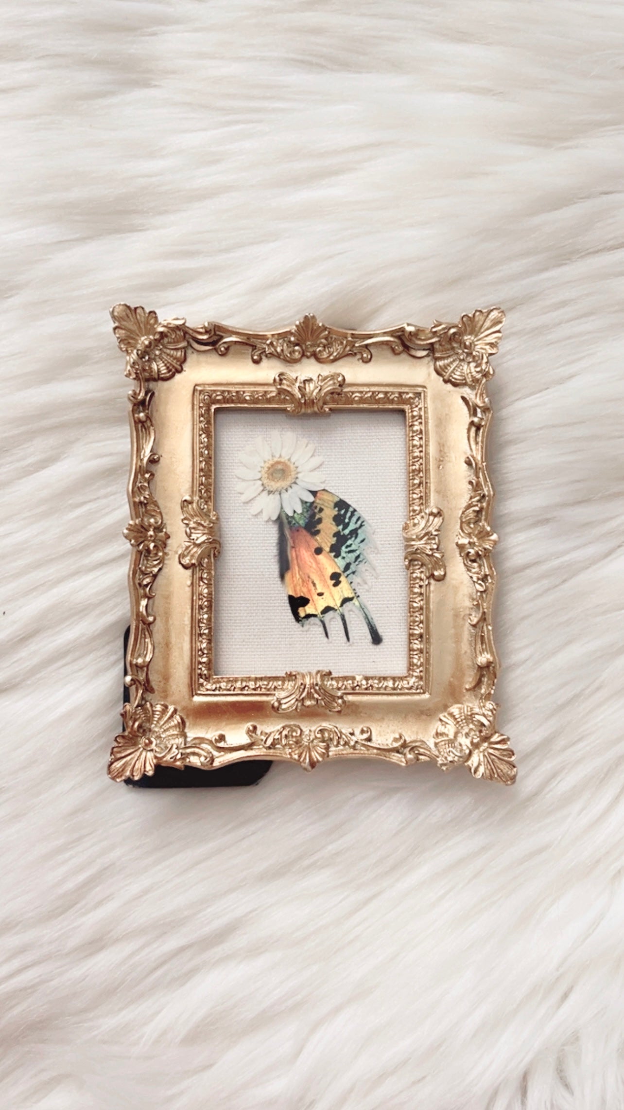 Stevie Moth Ornate Frame <4x5in>