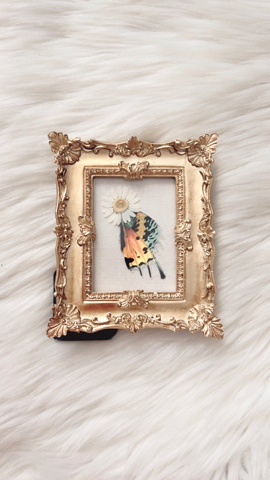Stevie Moth Ornate Frame <4x5in>