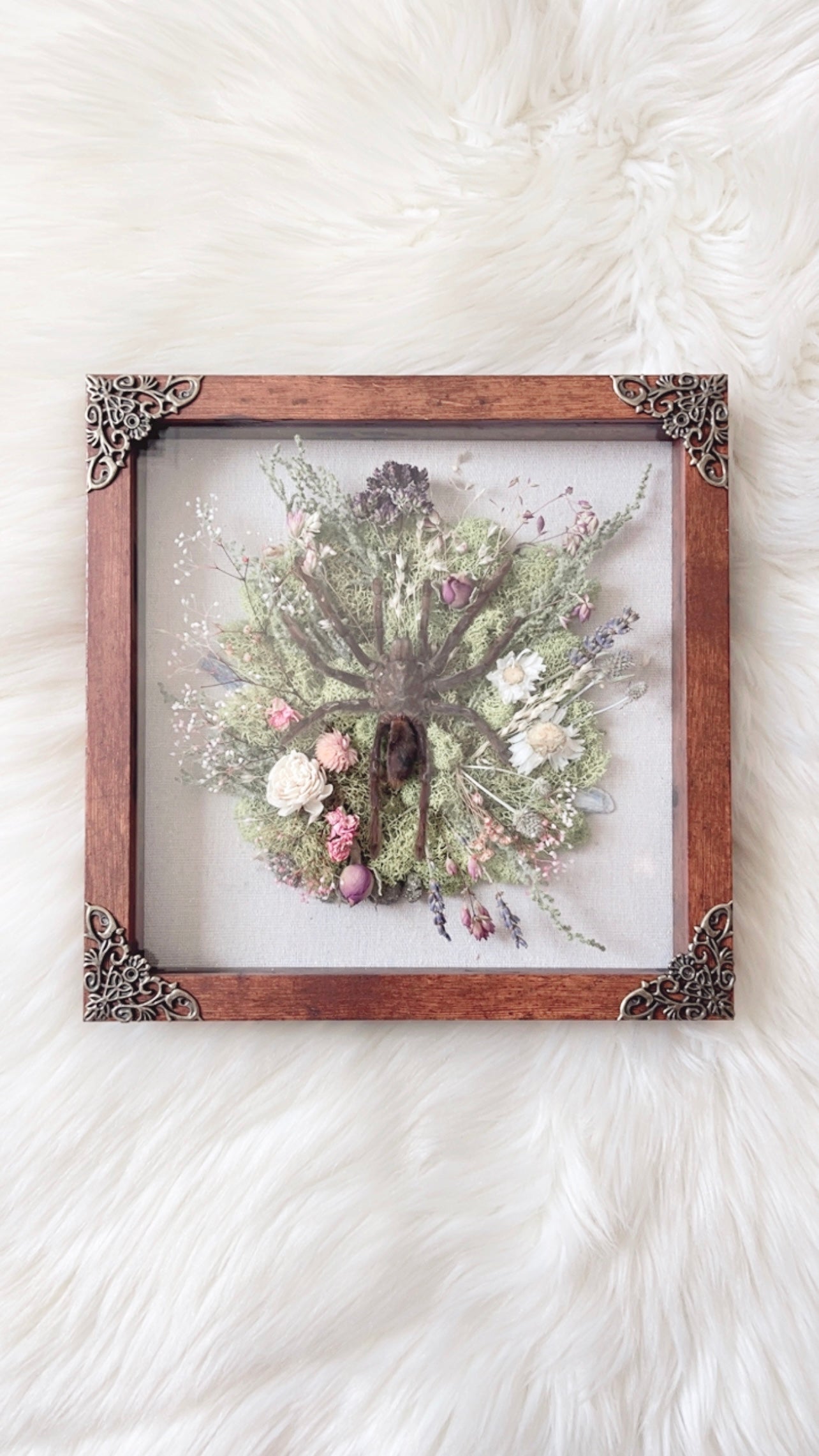 Stevie Tarantula Shadow Box