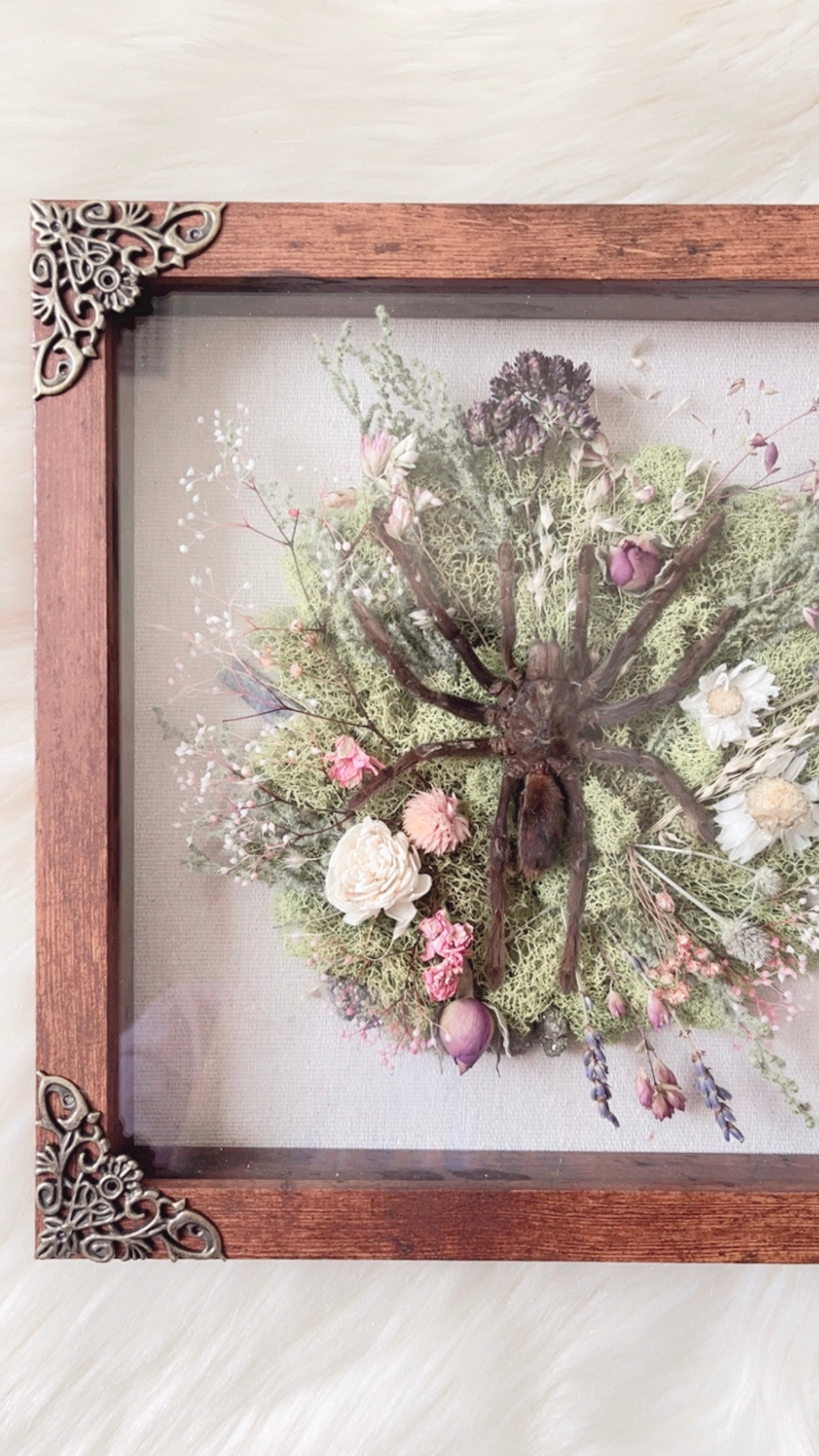 Stevie Tarantula Shadow Box