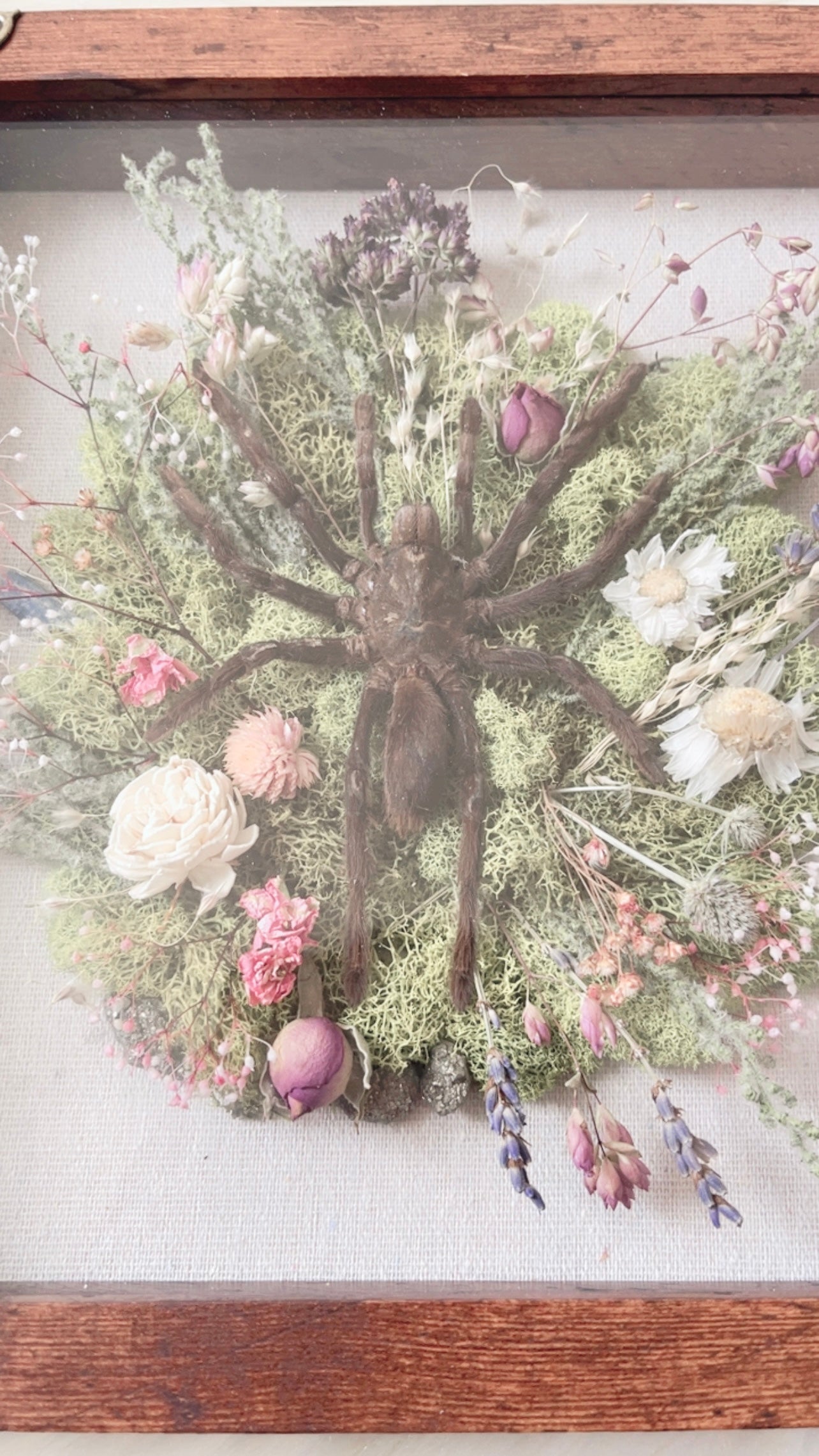 Stevie Tarantula Shadow Box