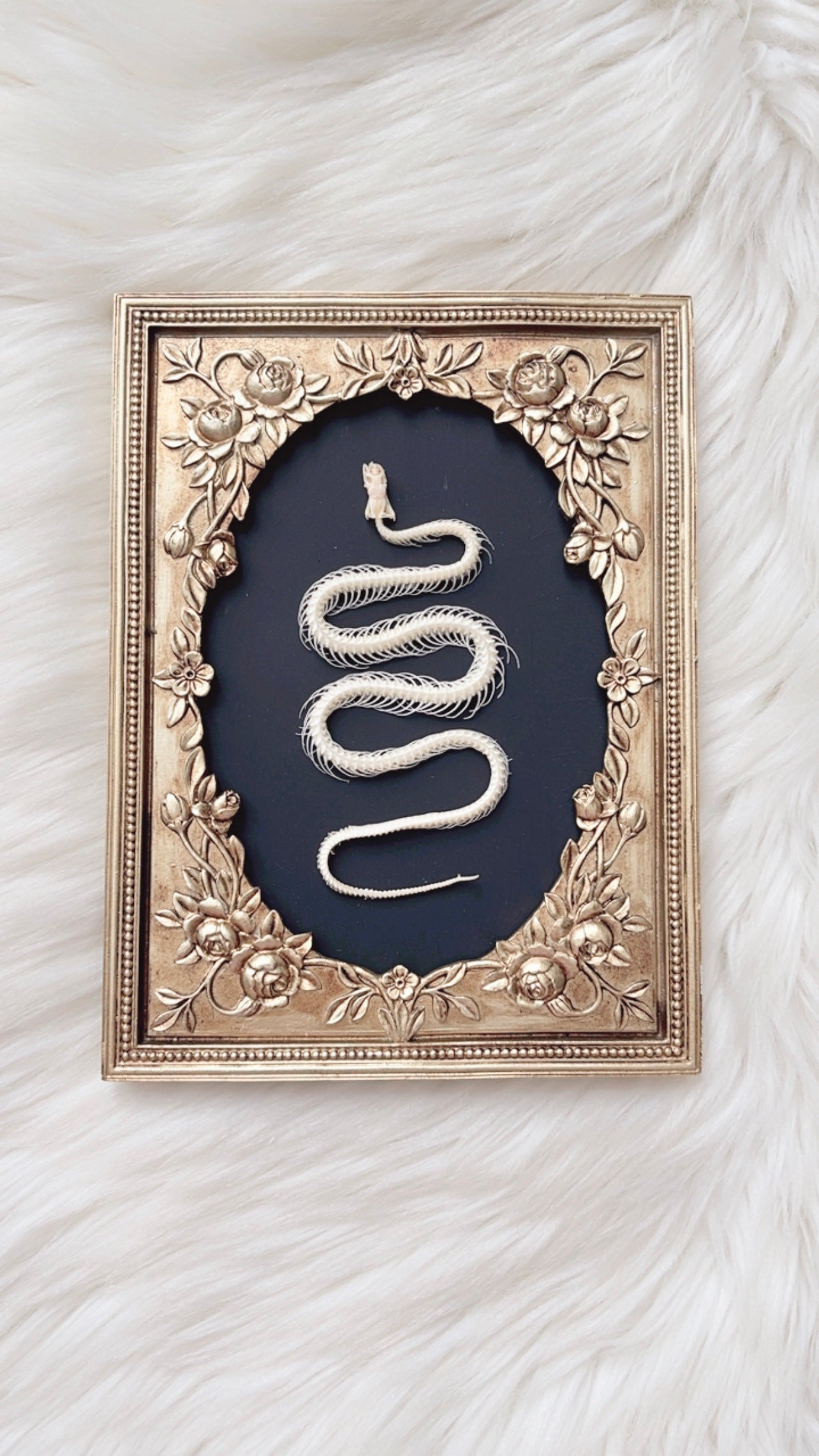 Sylvie Oddities Frame <Snake Skelly>