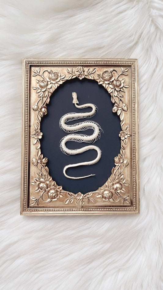 Sylvie Oddities Frame <Snake Skelly>